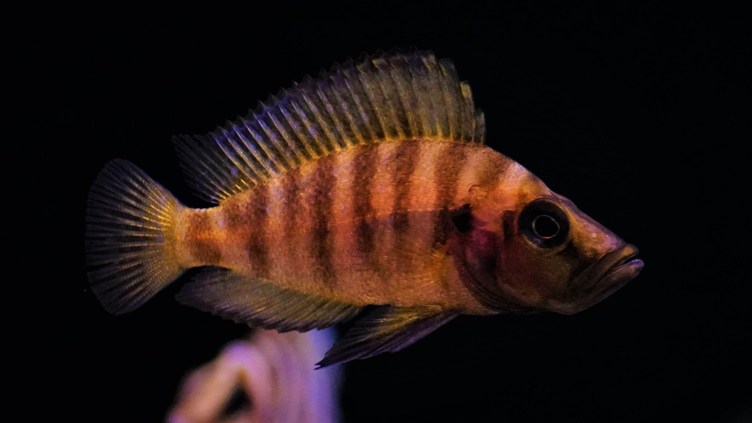 Altolamprologus compressiceps