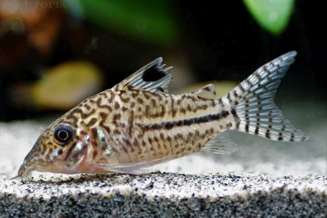 Corydoras leopardus (1)