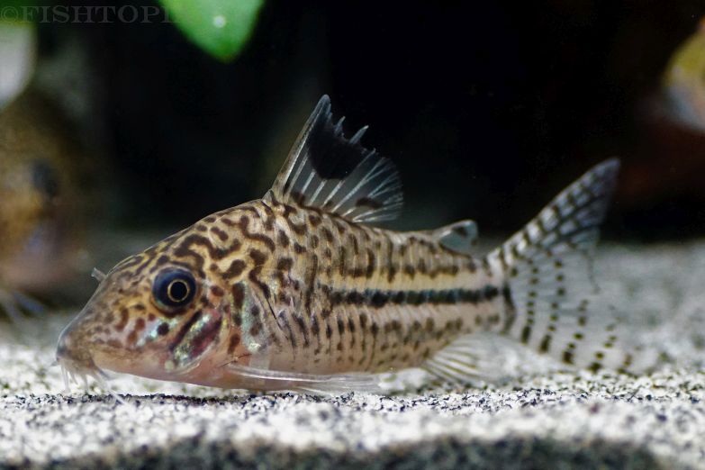 Corydoras leopardus (2)