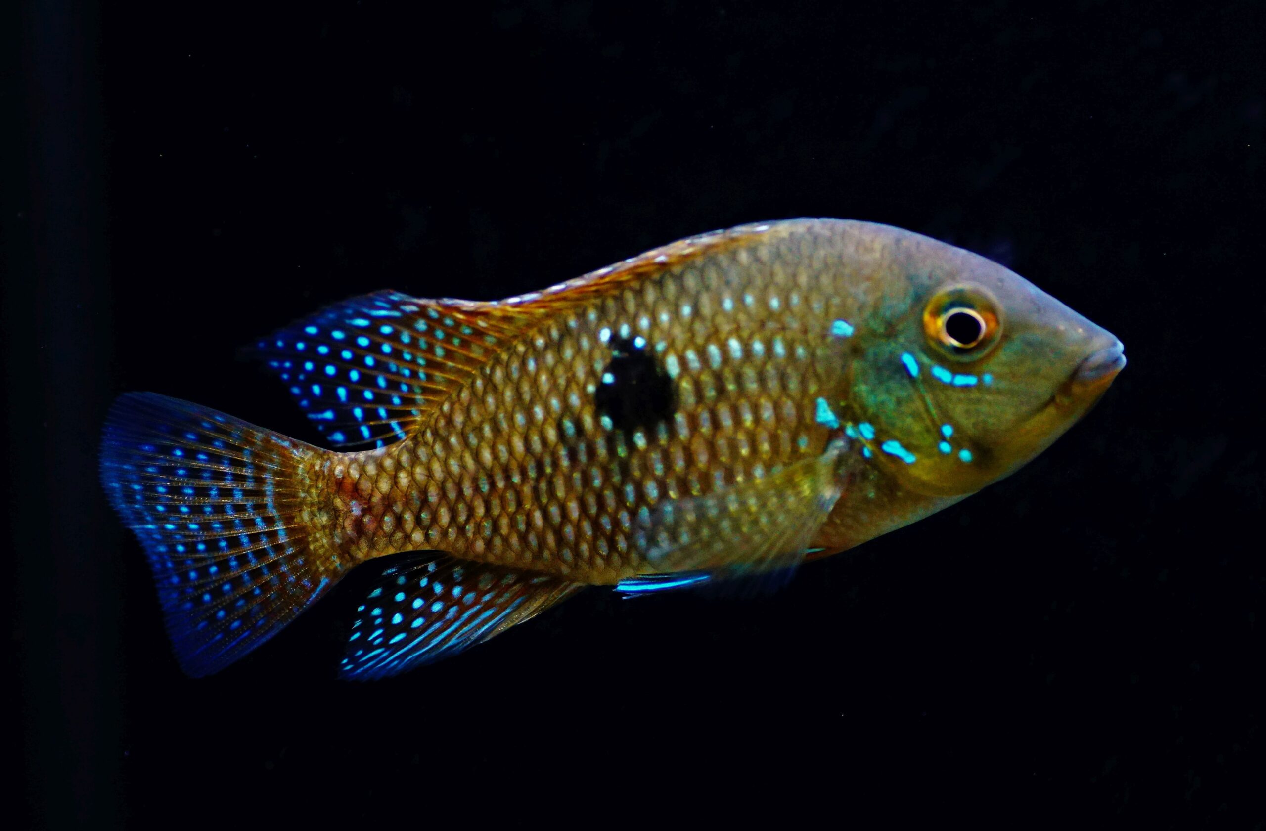 Geophagus Brasiliensis (1)