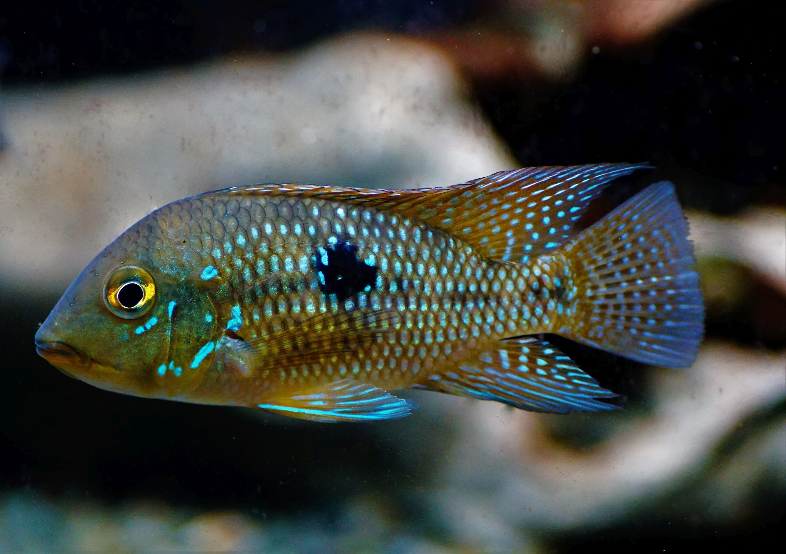 Geophagus Brasiliensis (2)