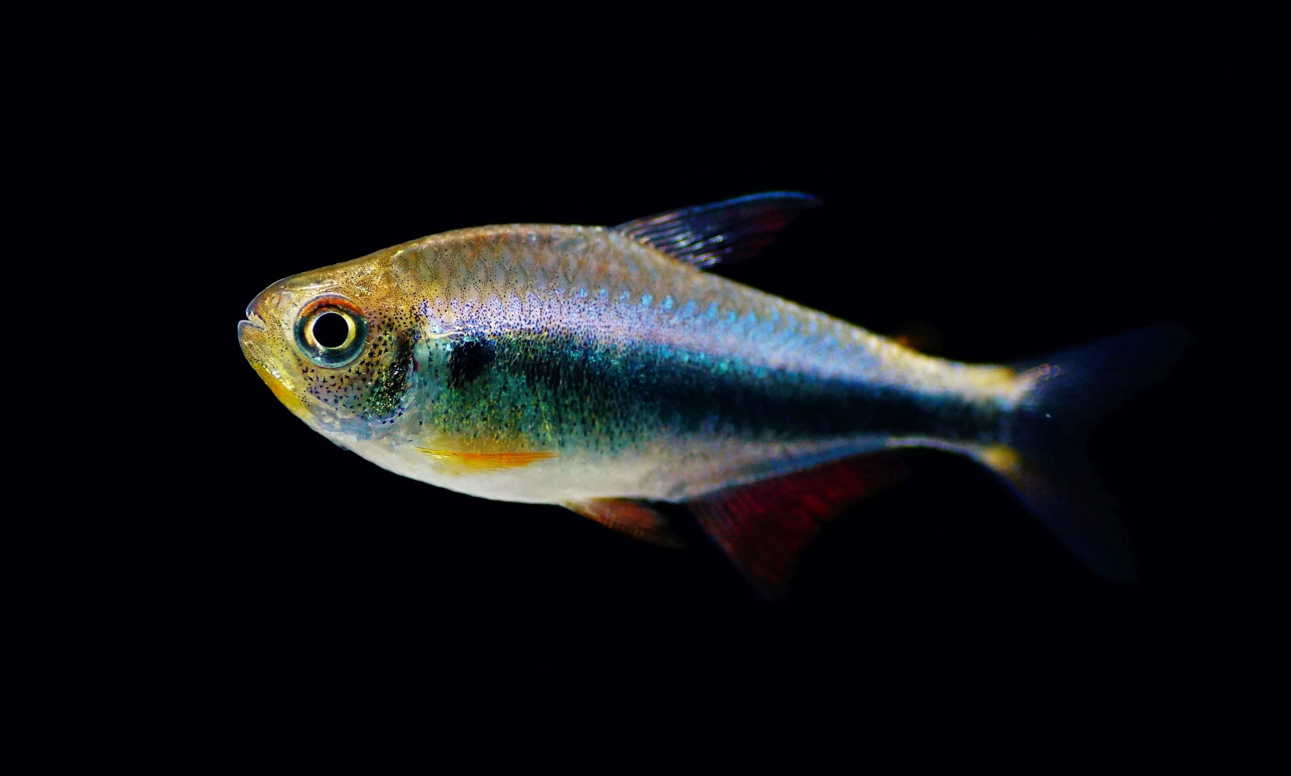 Hyphessobrycon Margitae (1)