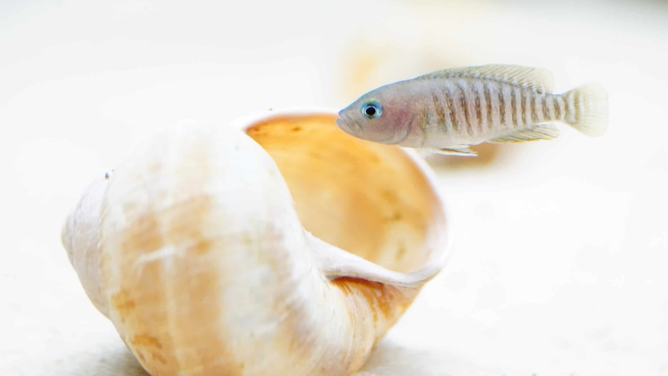 Lamprologus multifasciatus