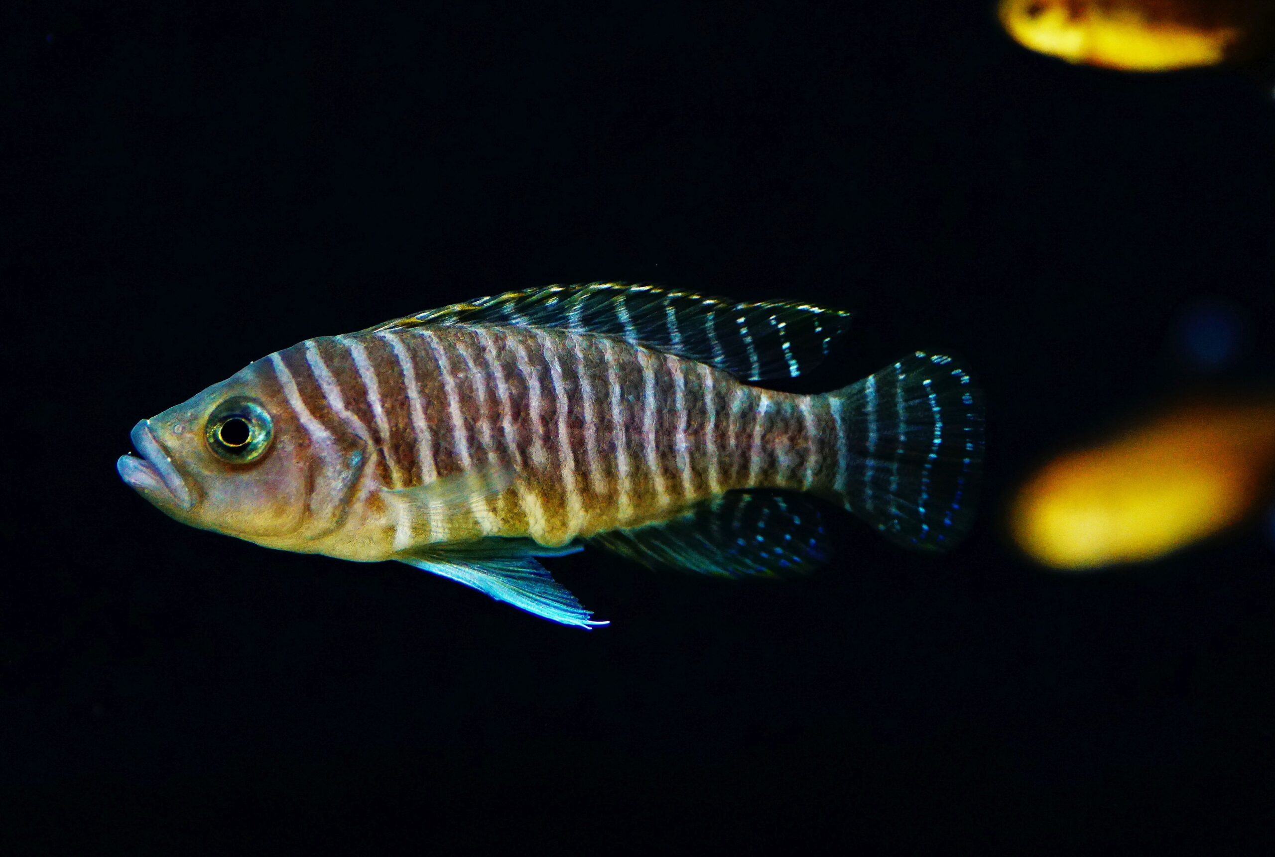 Neolamprologus multifasciatus (1)