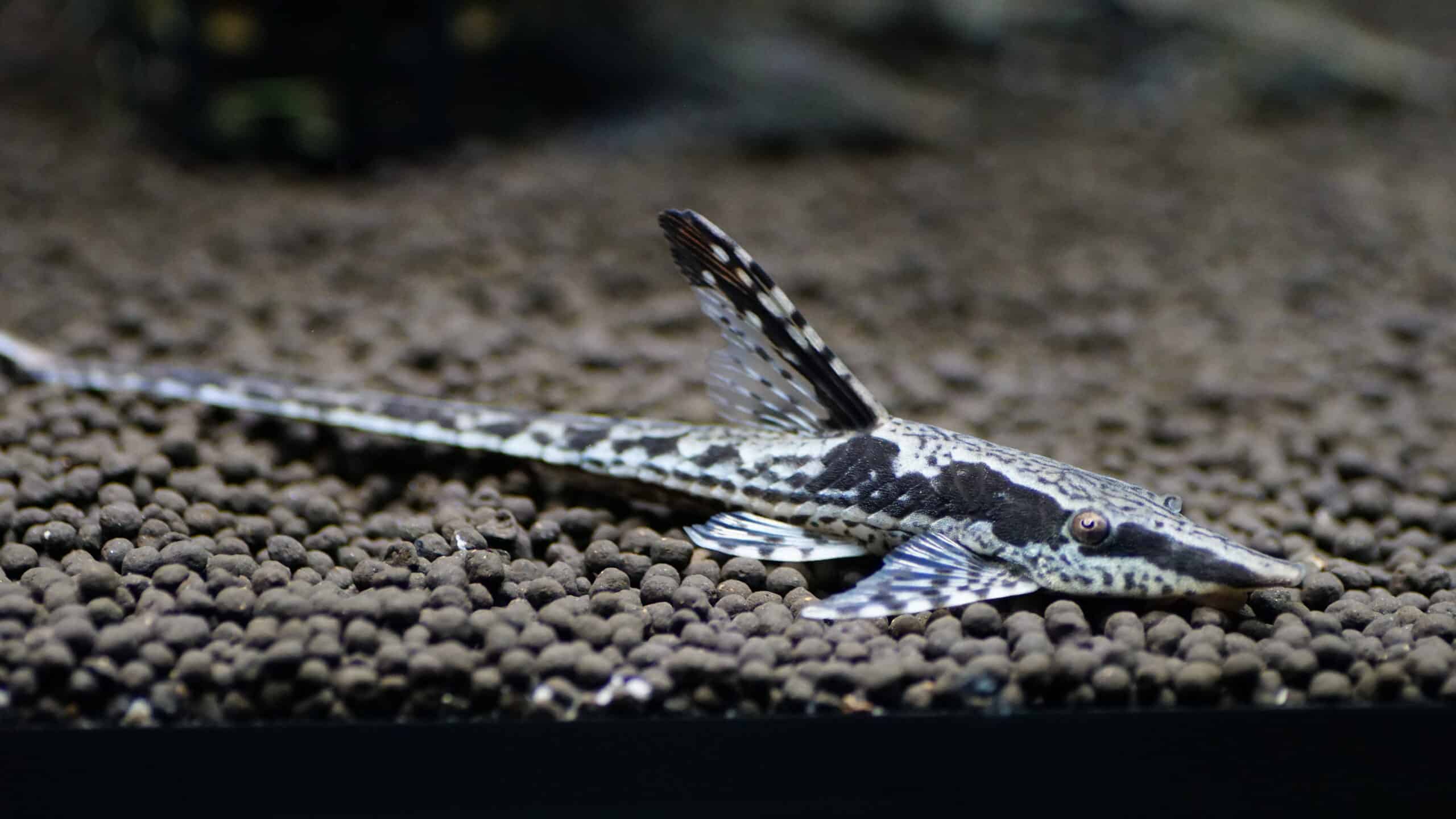 Sturisoma Aureum (3)