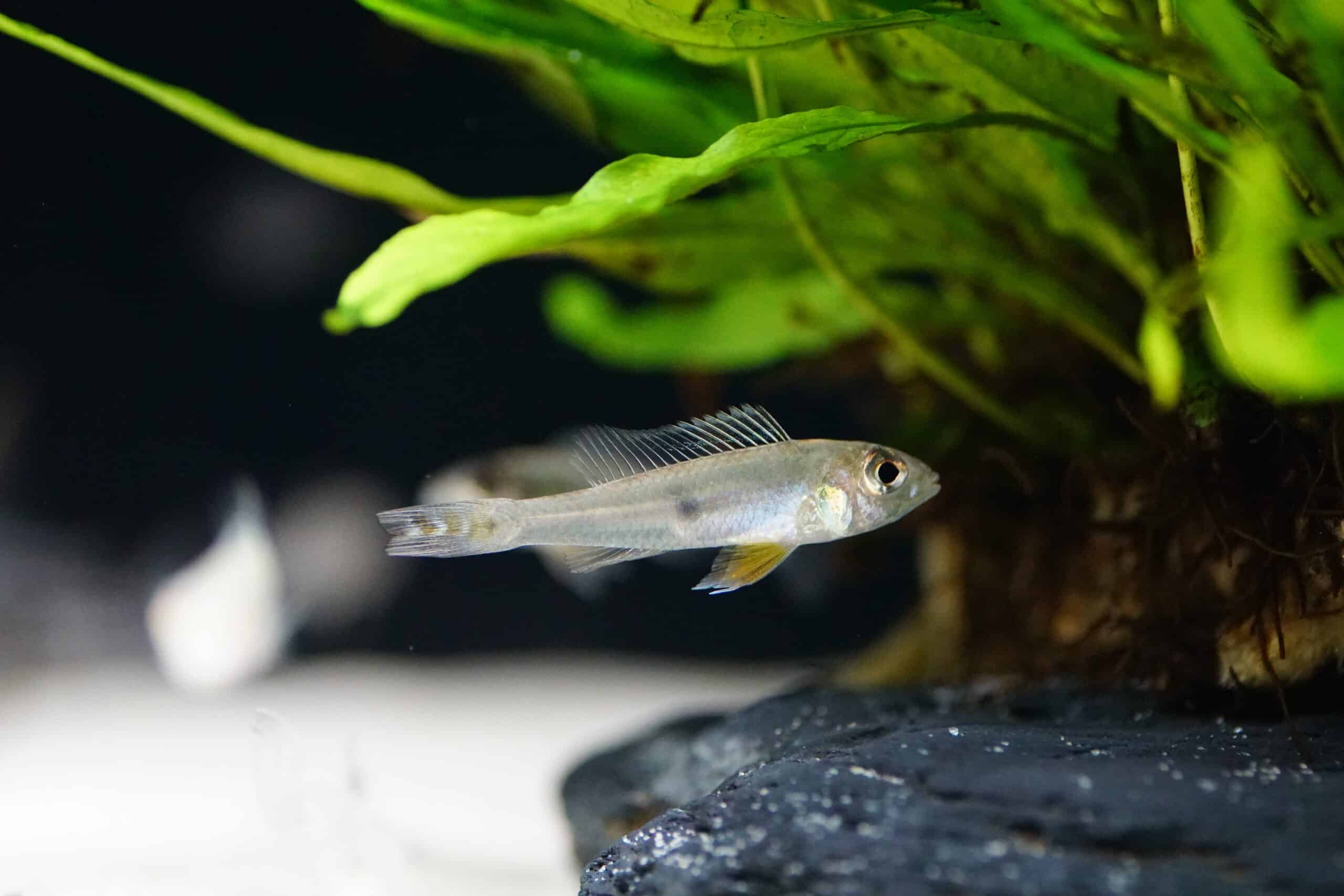 biotoecus opercularis (3)