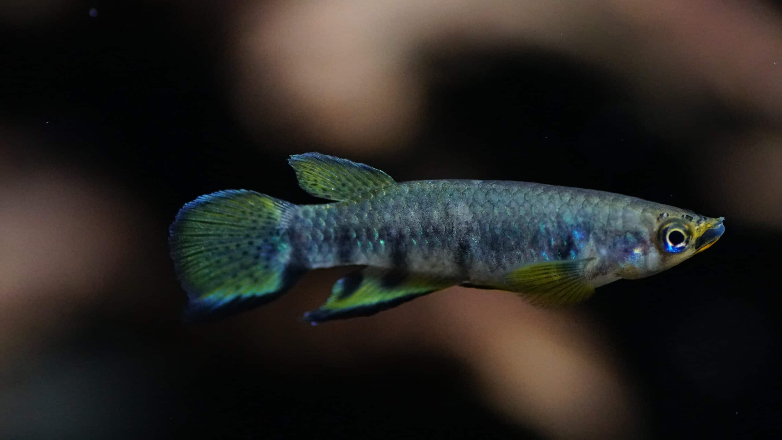 epiplatys dageti monroviae (3)
