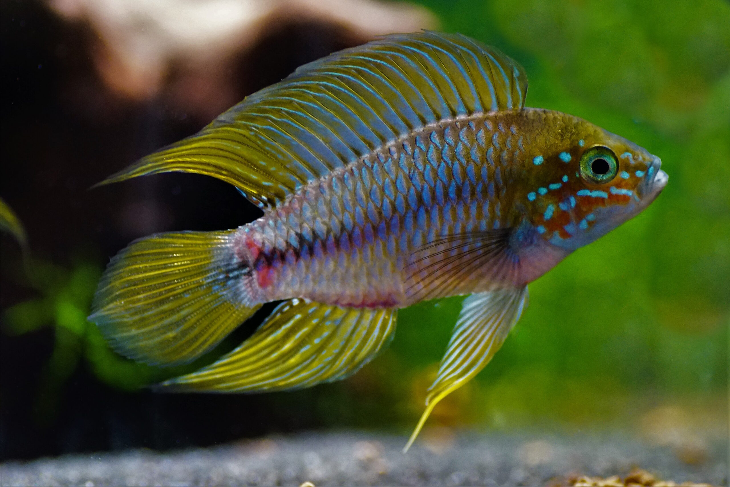 Apistogramma Borelli