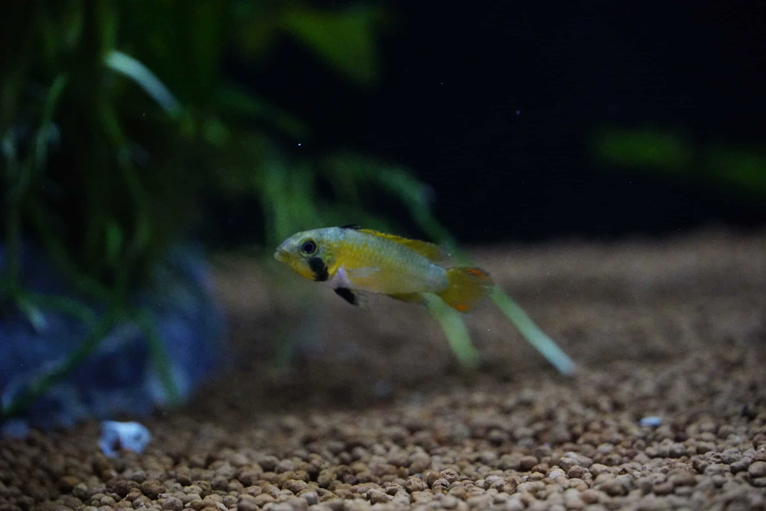 Apistogramma Panduro (3)