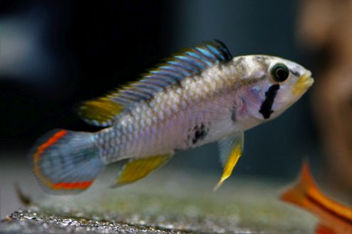 Apistogramma Panduro - Panda Zwergbuntbarsch (2)