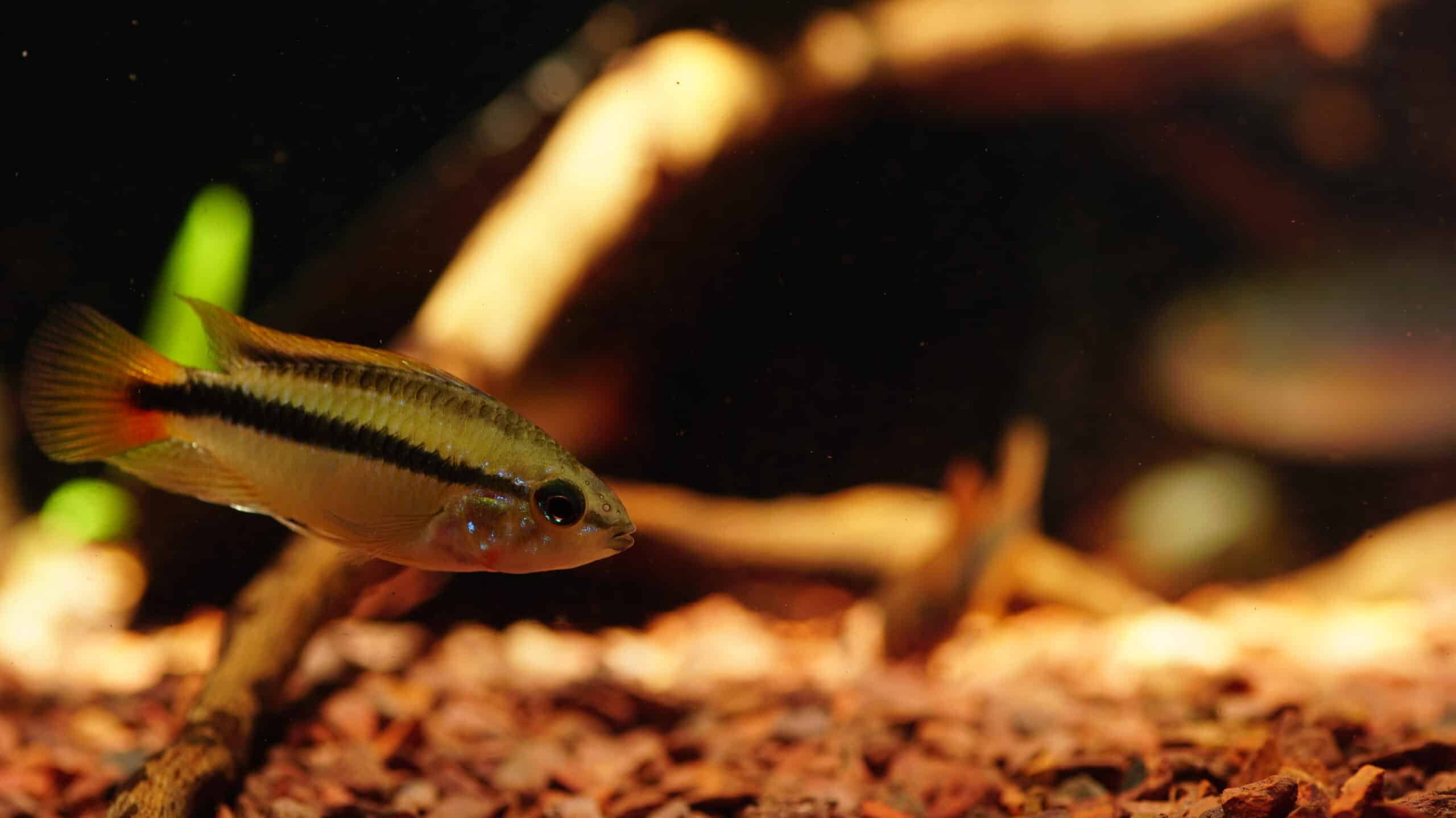 Apistogramma Rio Mamore (2)