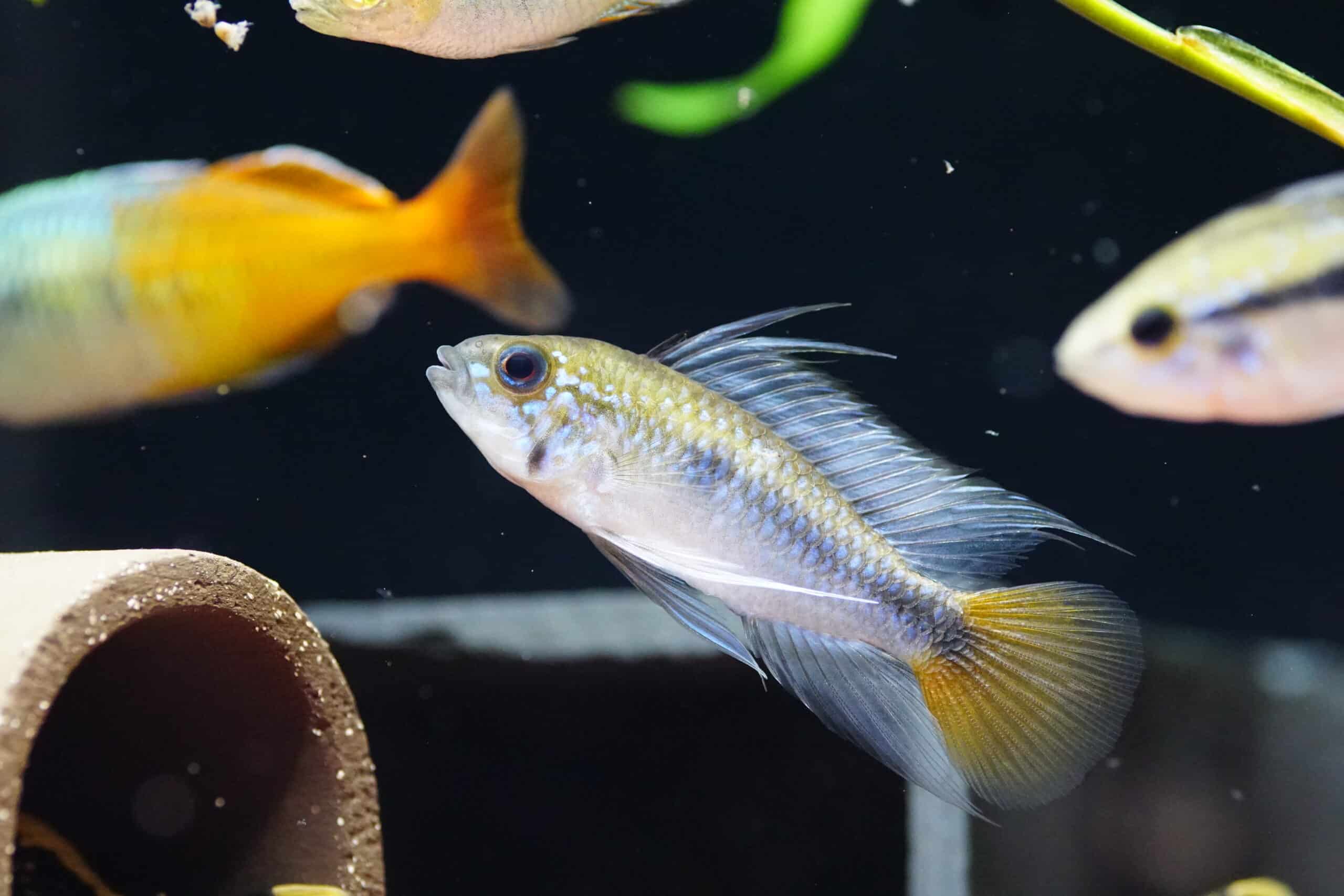Apistogramma Rio mamore