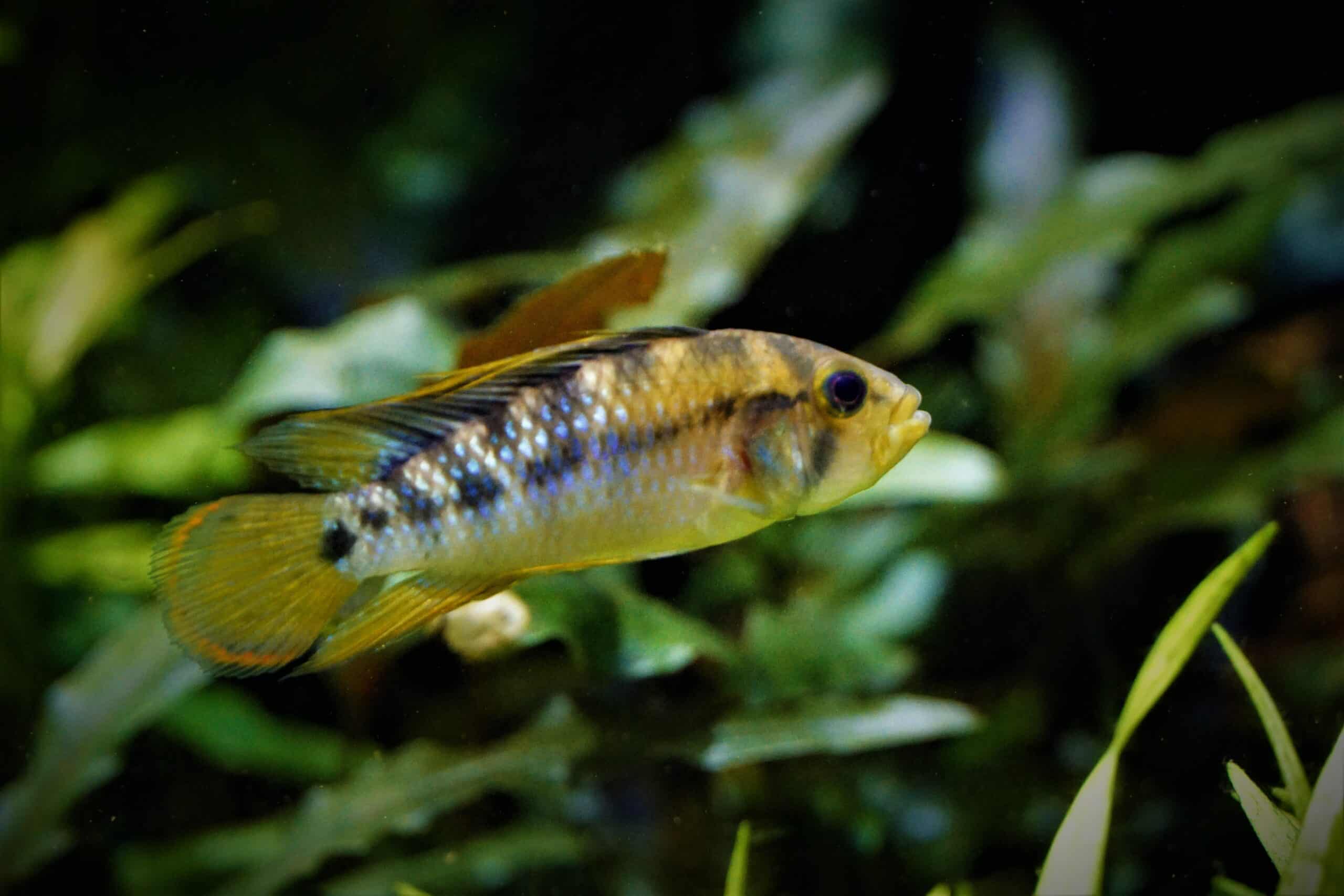 Apistogramma baenchi (1)