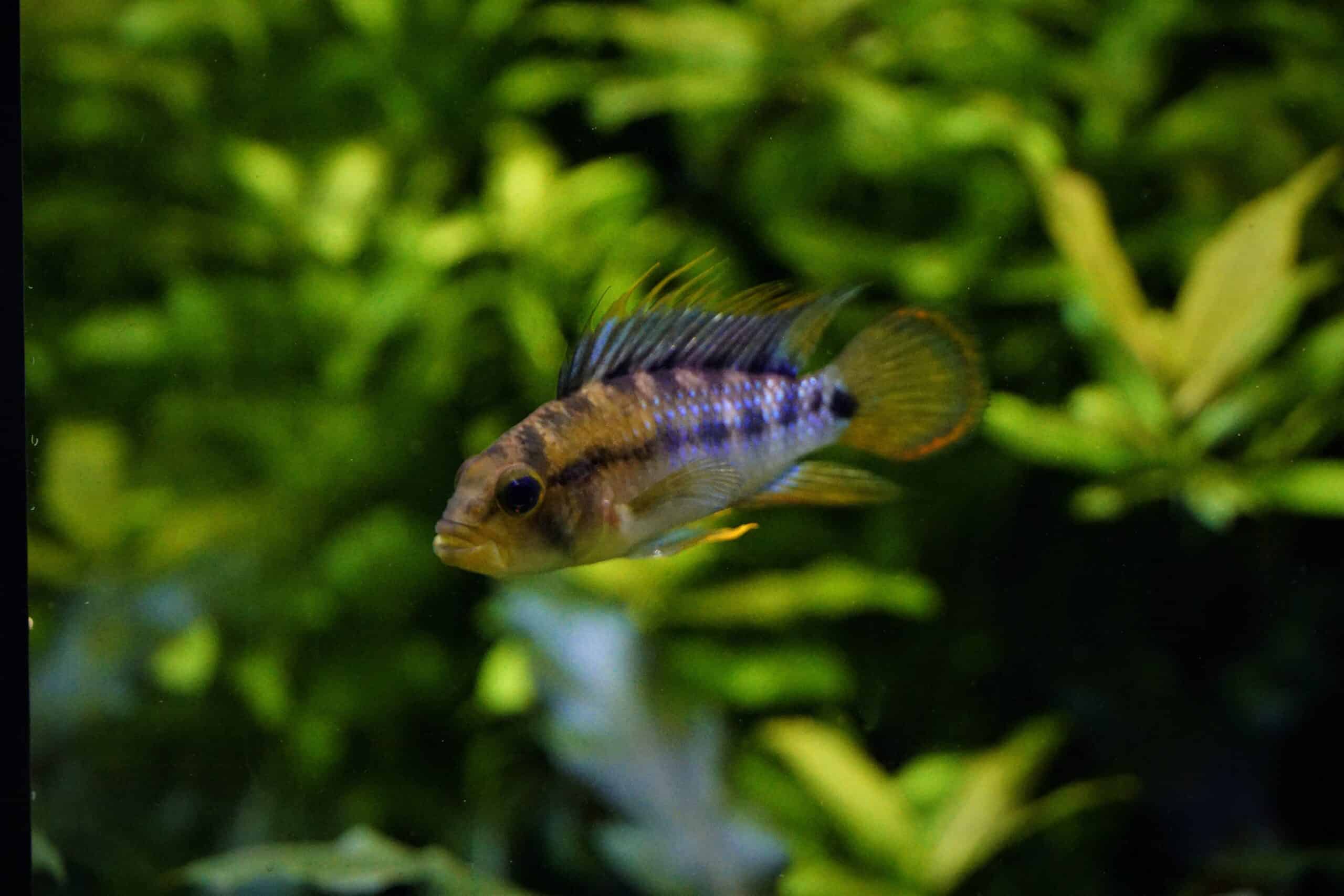 Apistogramma baenchi (2)