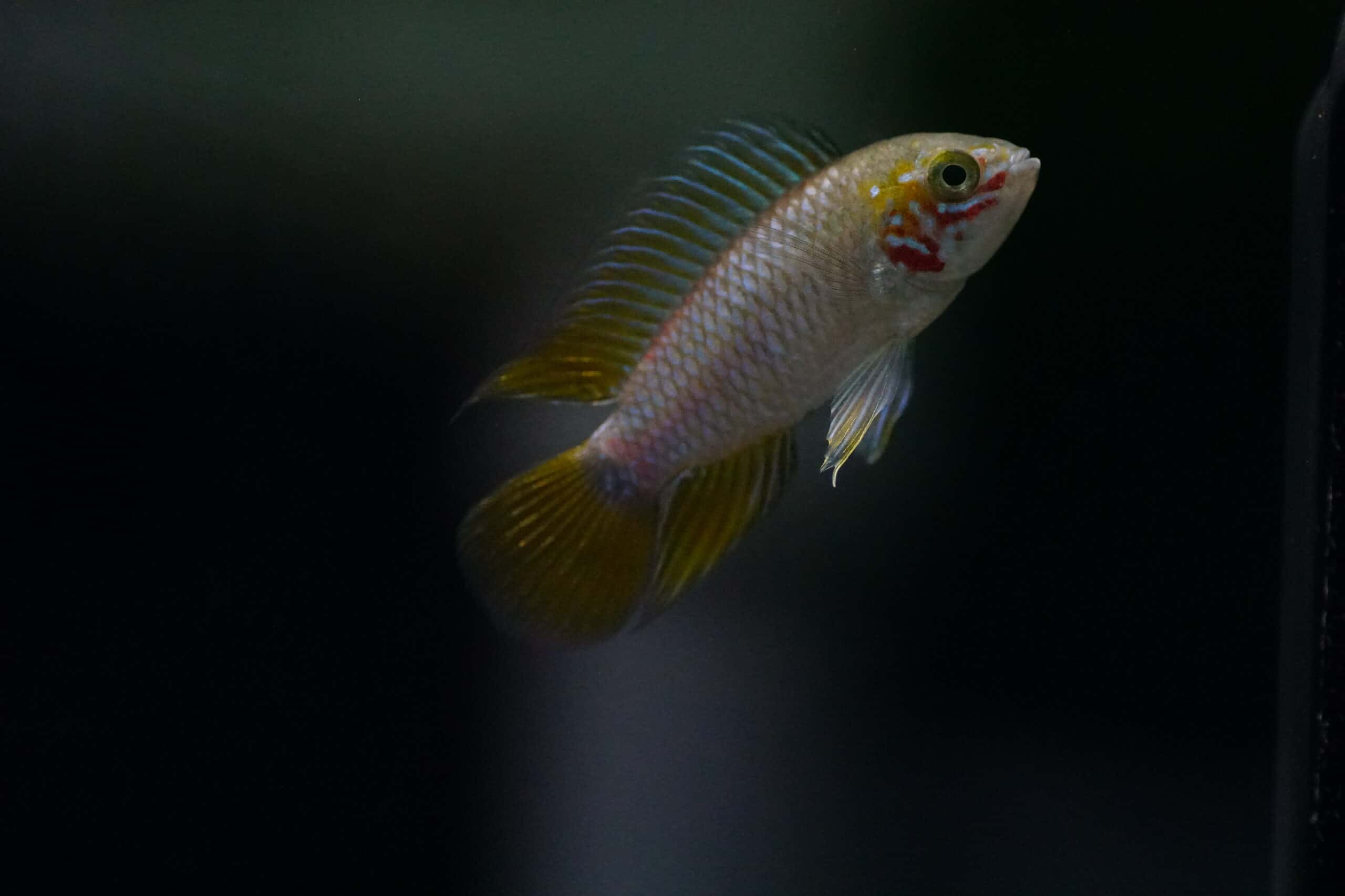 Apistogramma borelli