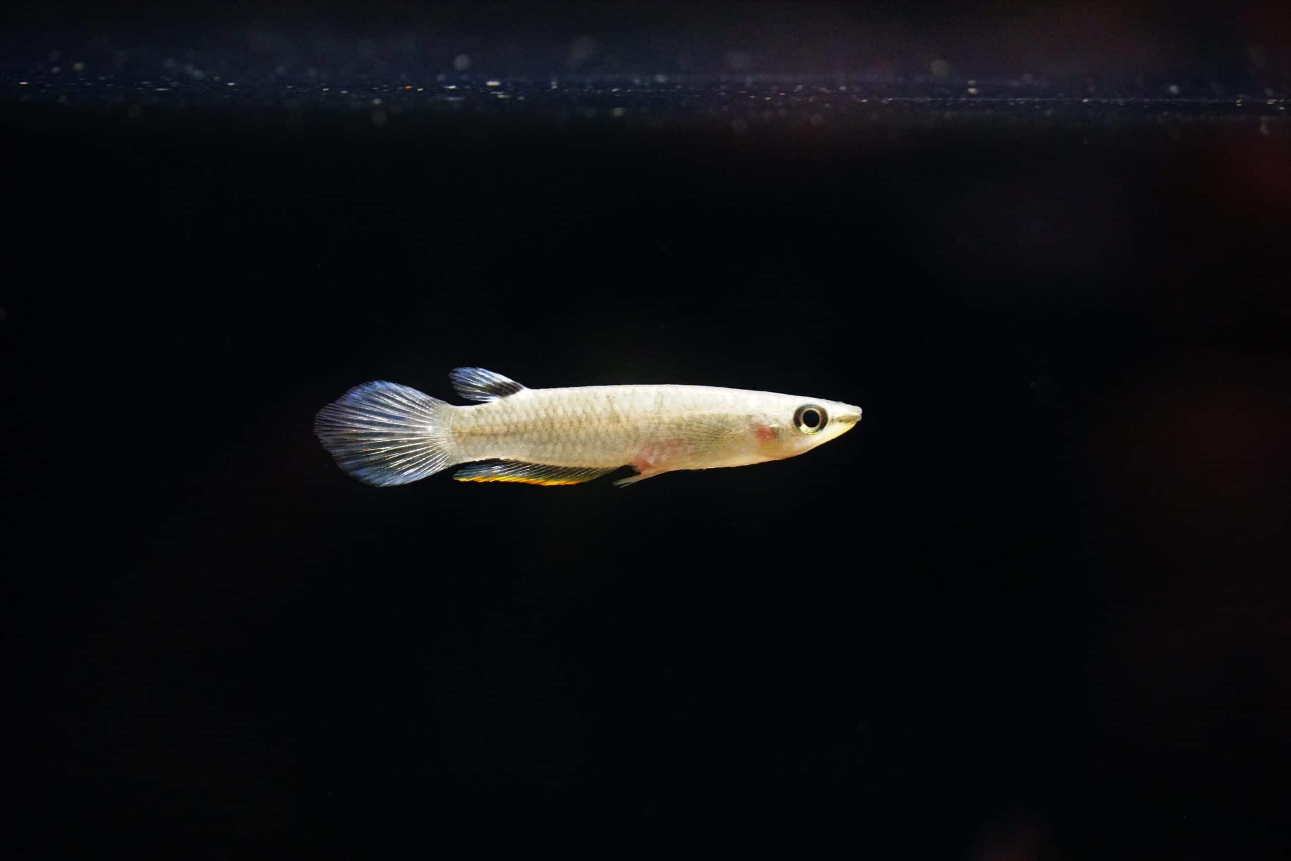 Aplocheilus panchax (1)