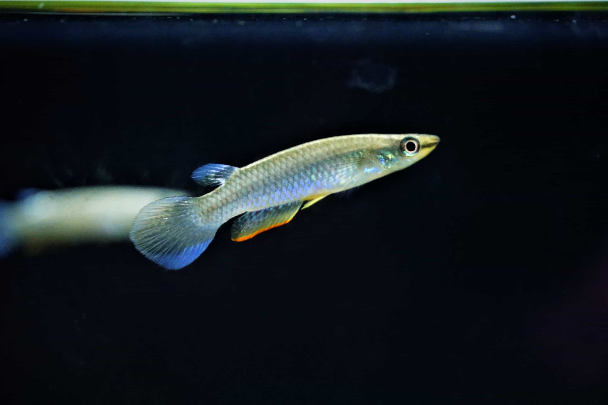 Aplocheilus panchax (2)