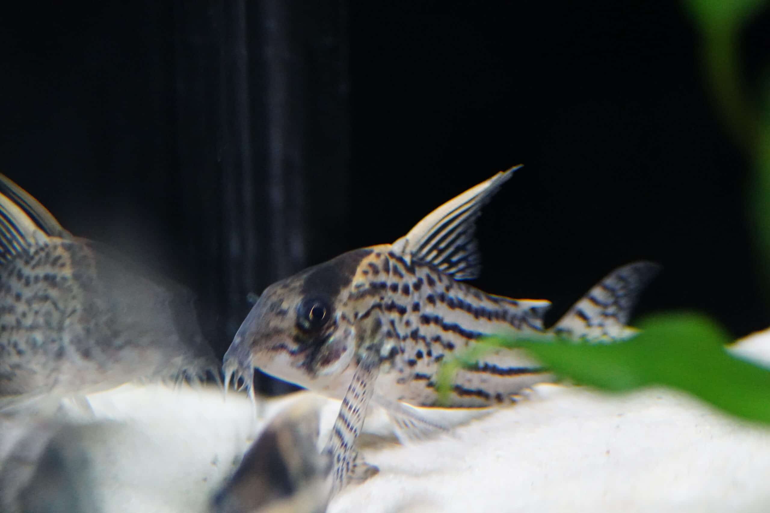 Corydoras CW28 (3)
