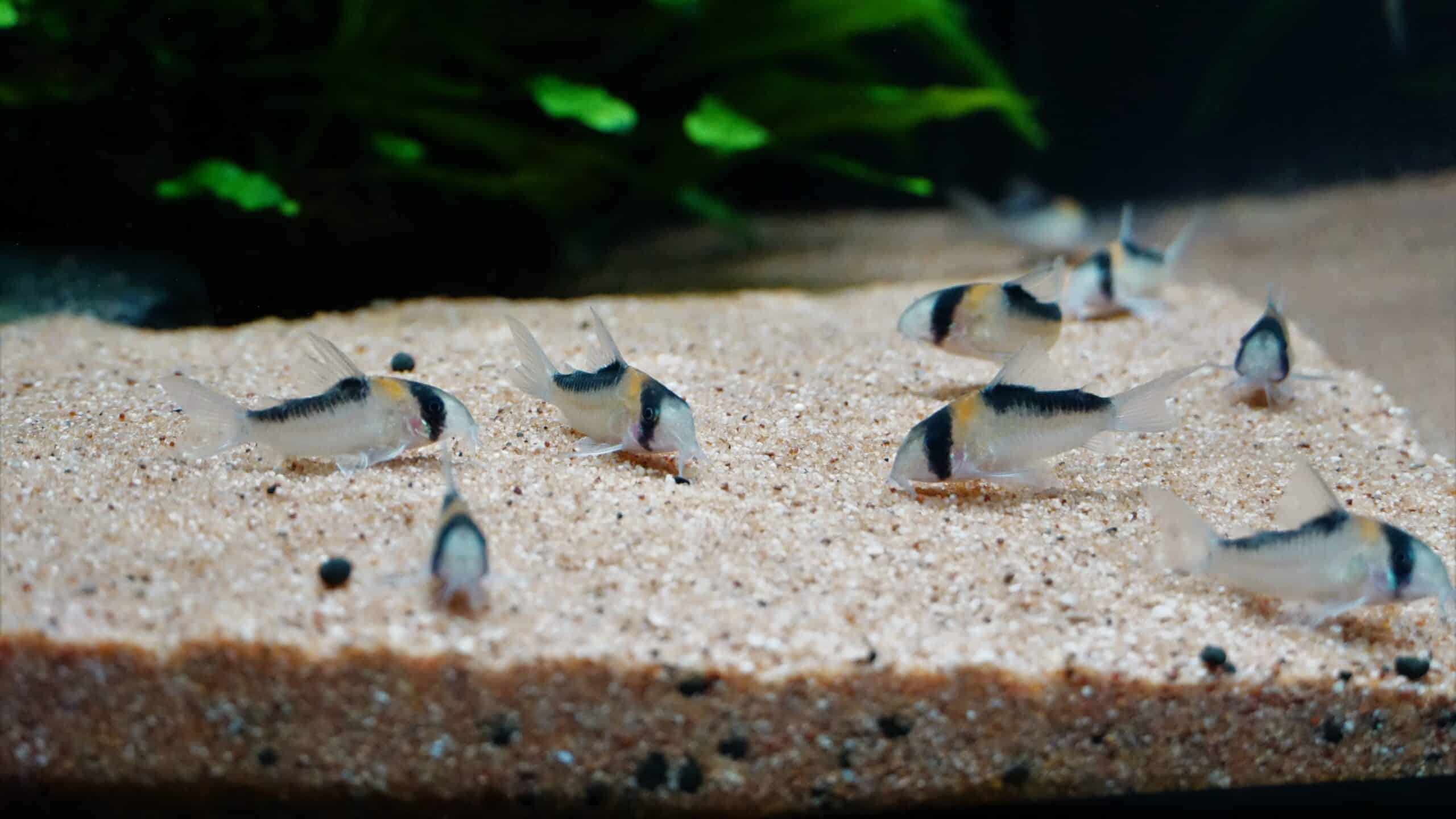 Corydoras duplicareus (2)