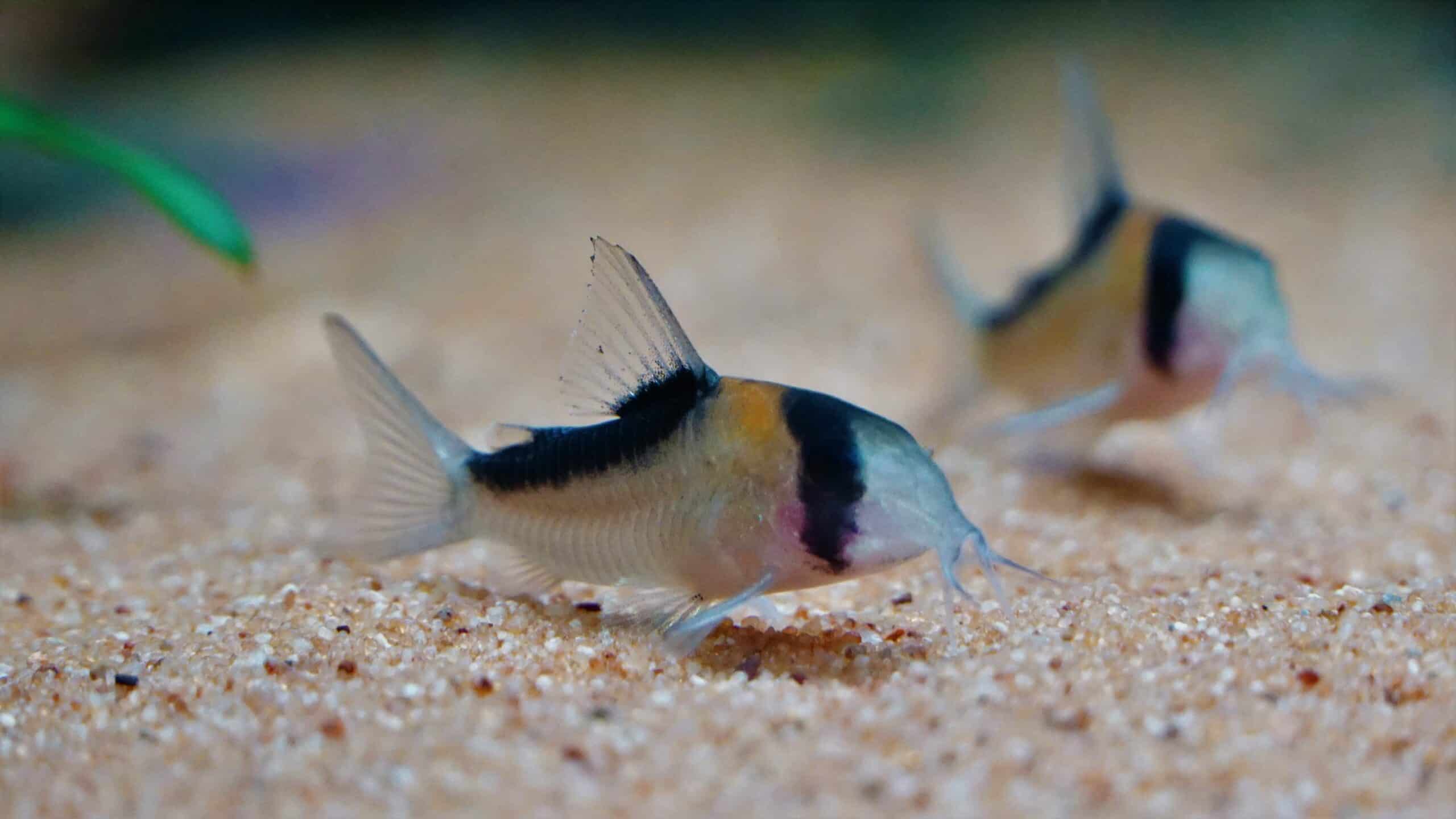 Corydoras duplicareus (3)