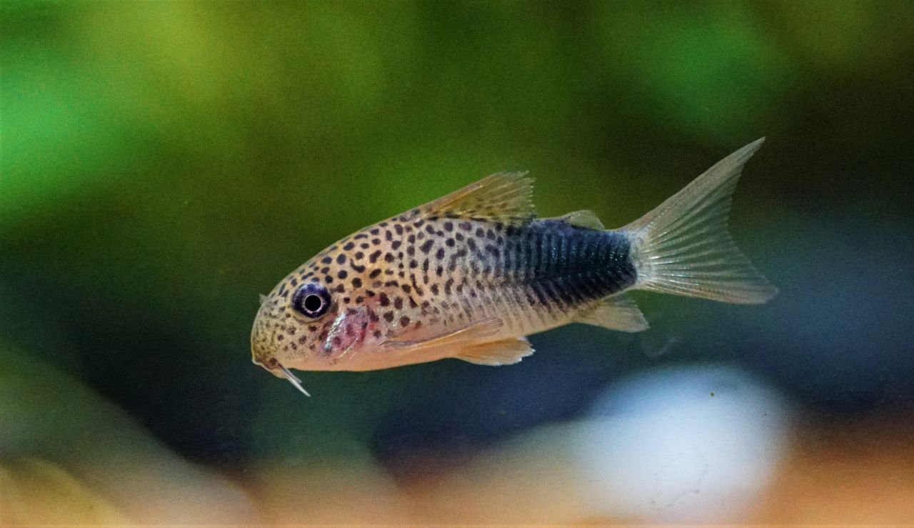 Corydoras similis