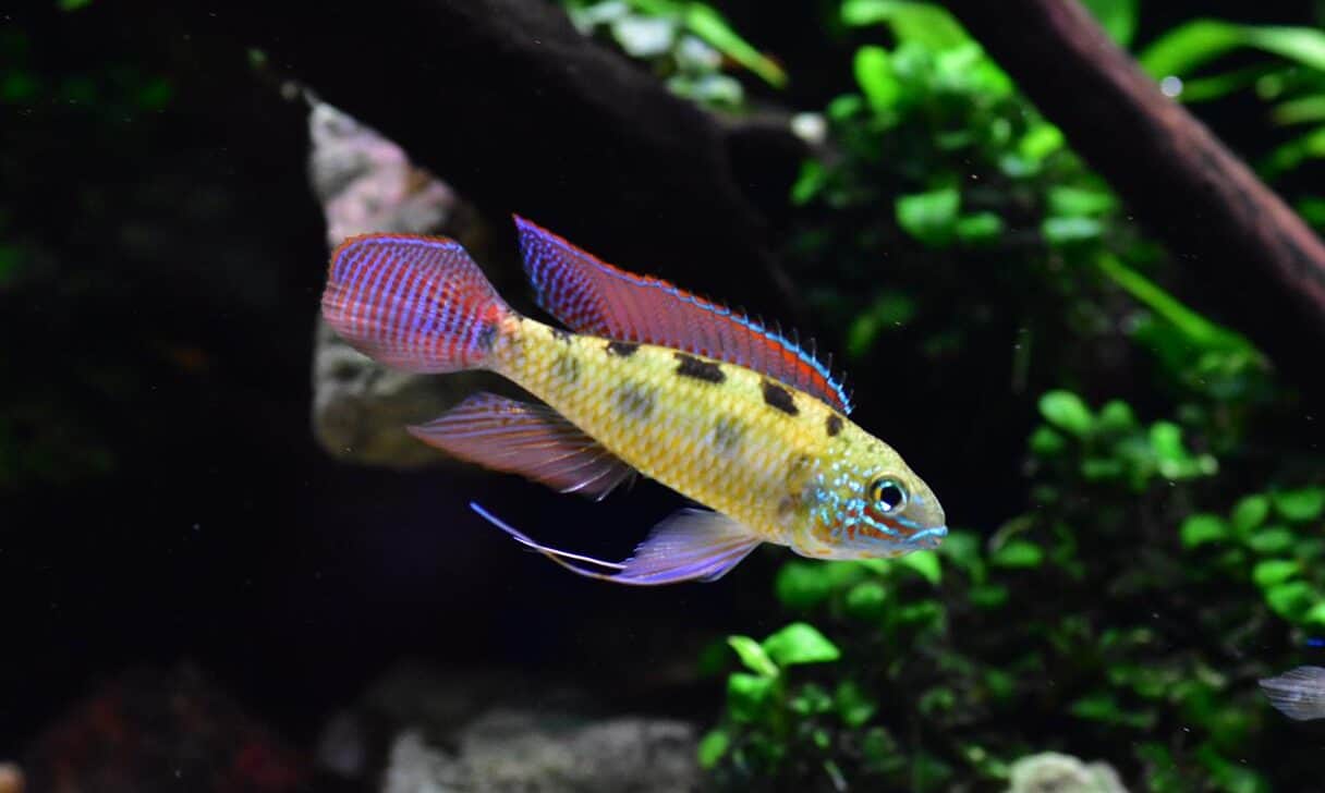 Dicrossus maculatus (1)