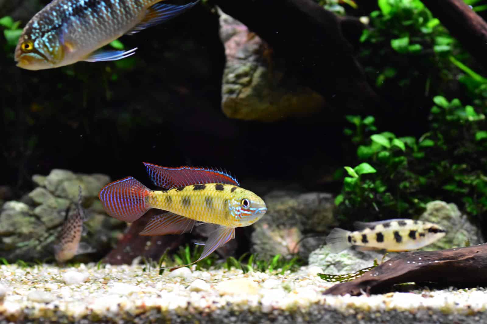 Dicrossus maculatus (2)