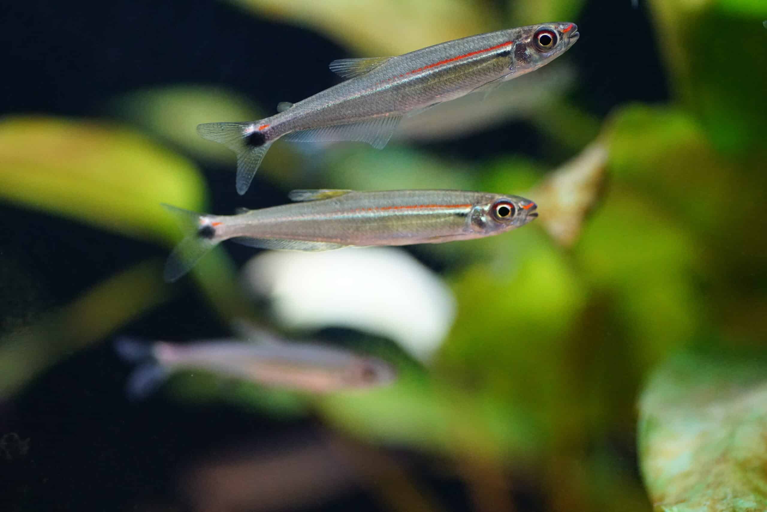 Iguanodectes spilurus (1)