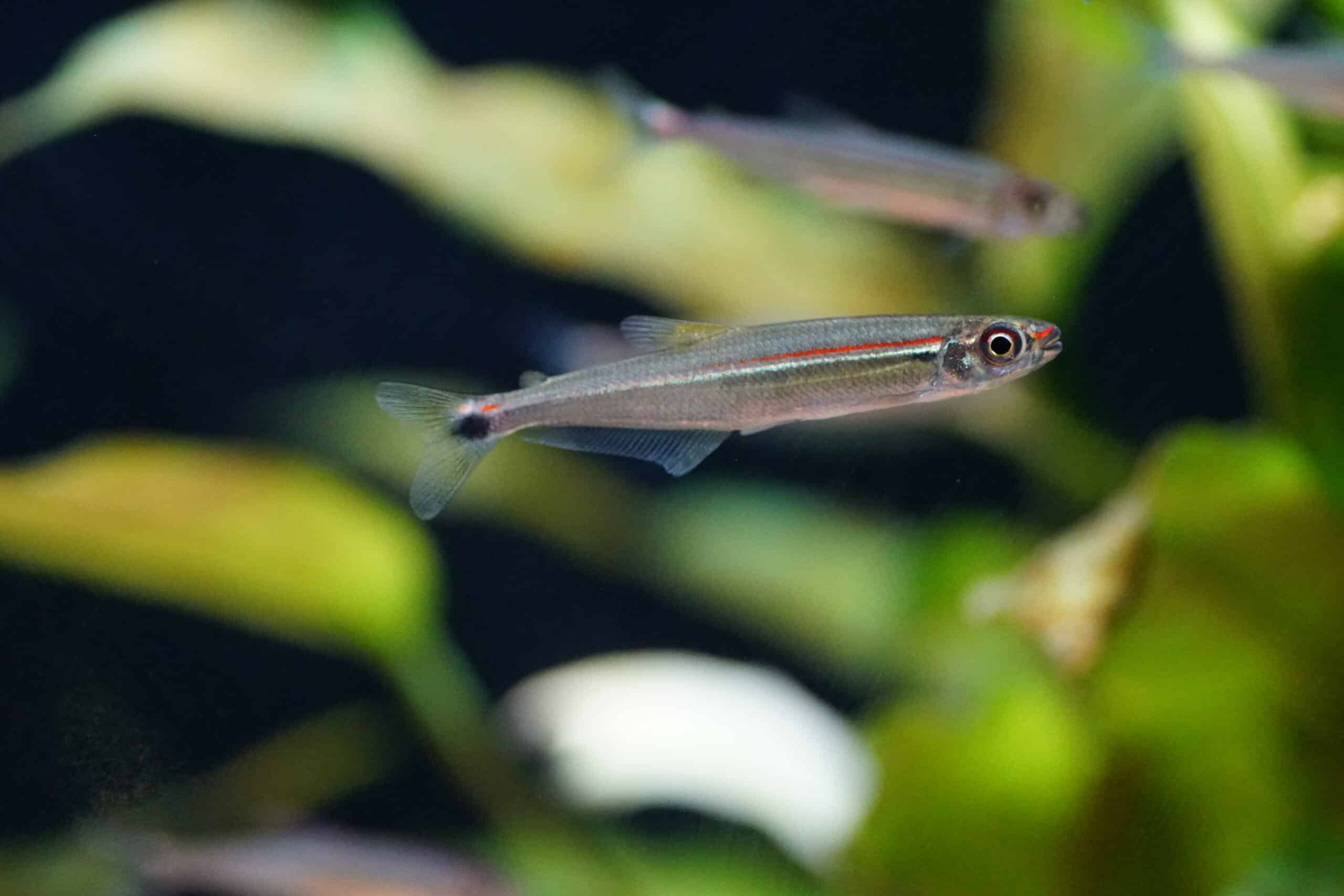 Iguanodectes spilurus (2)