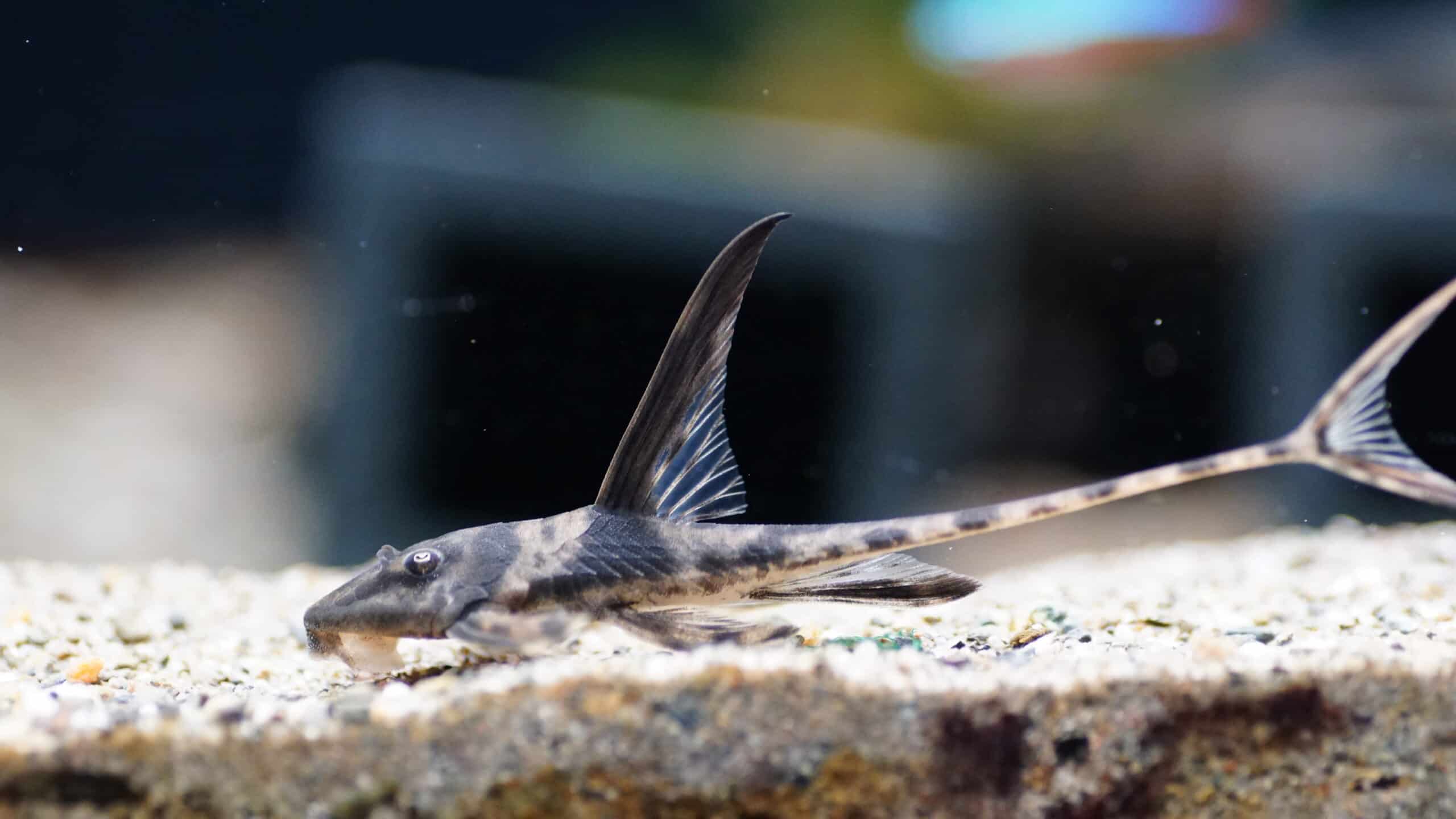 Lamontichtys Llanero (1)