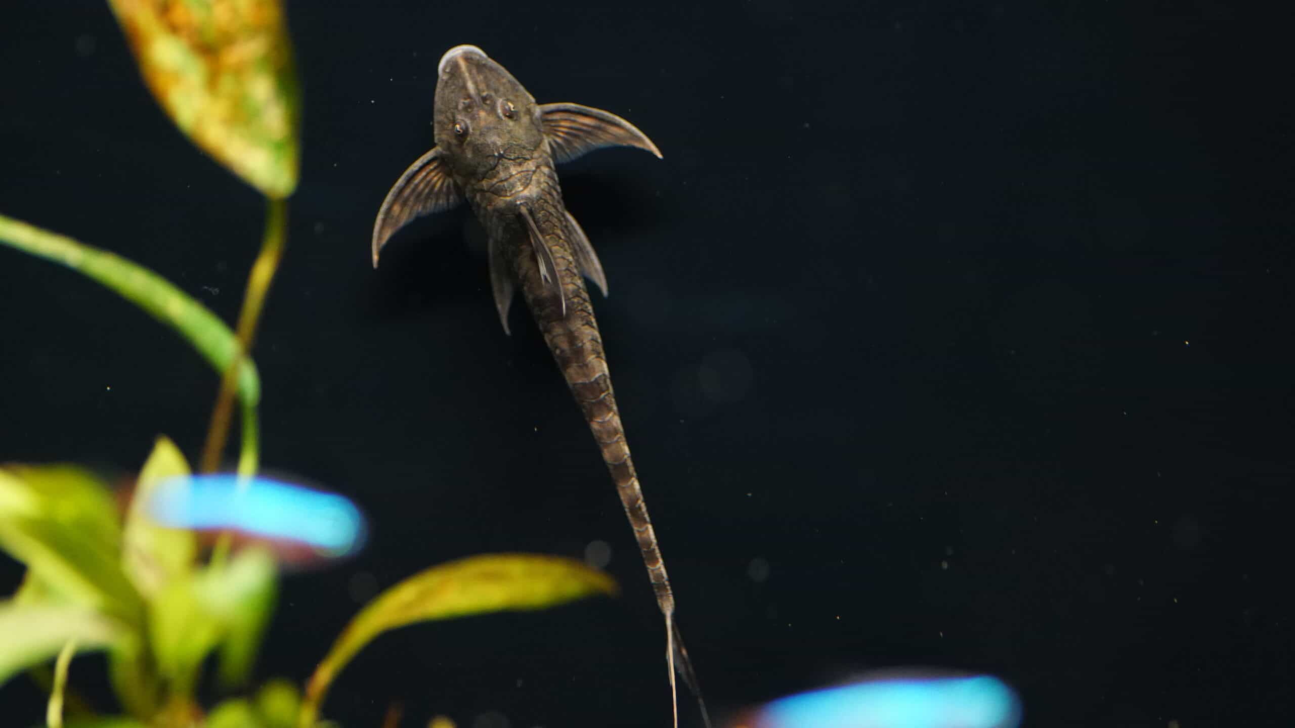 Lamontichtys Llanero (2)