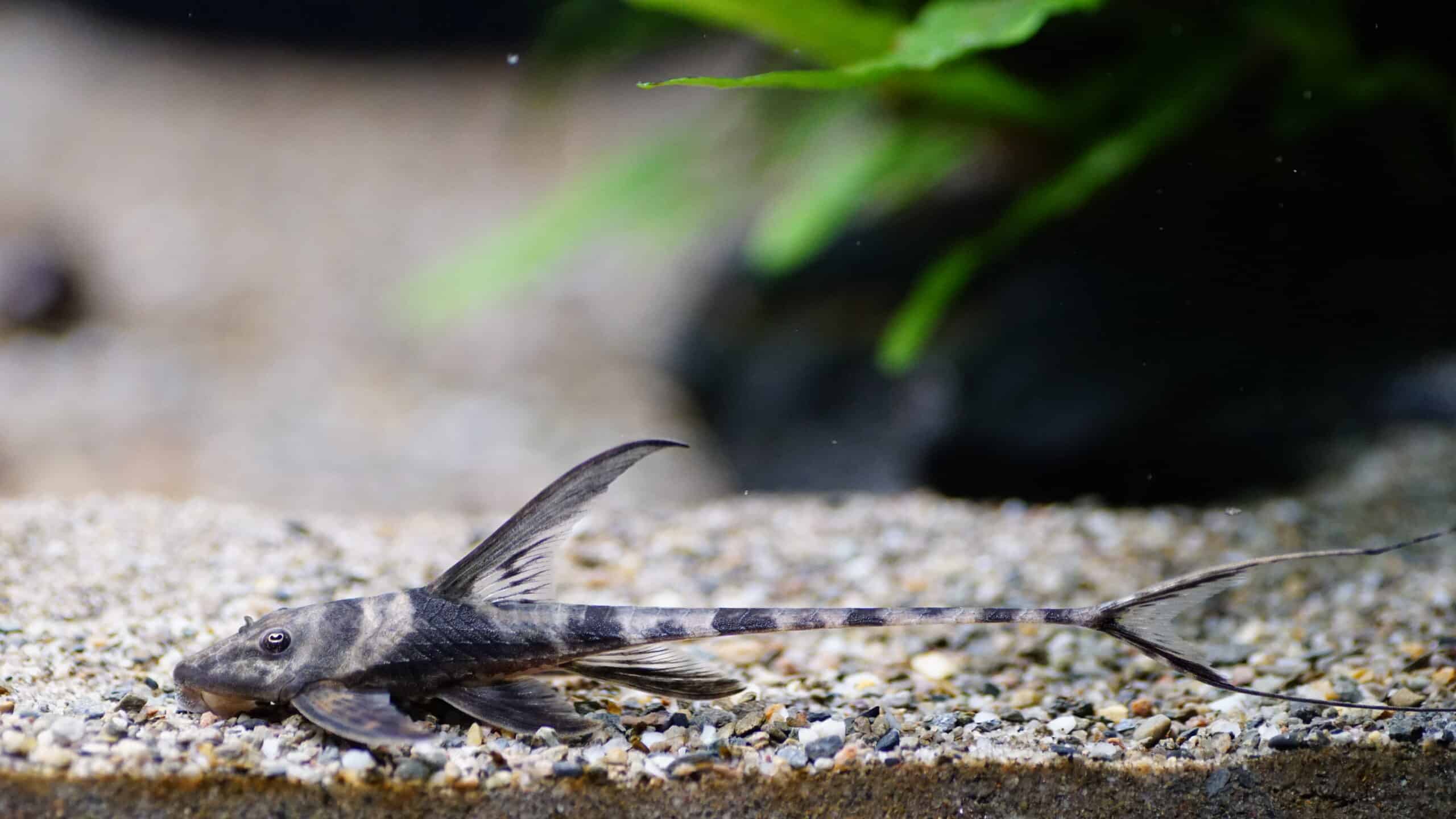 Lamontichtys Llanero (3)