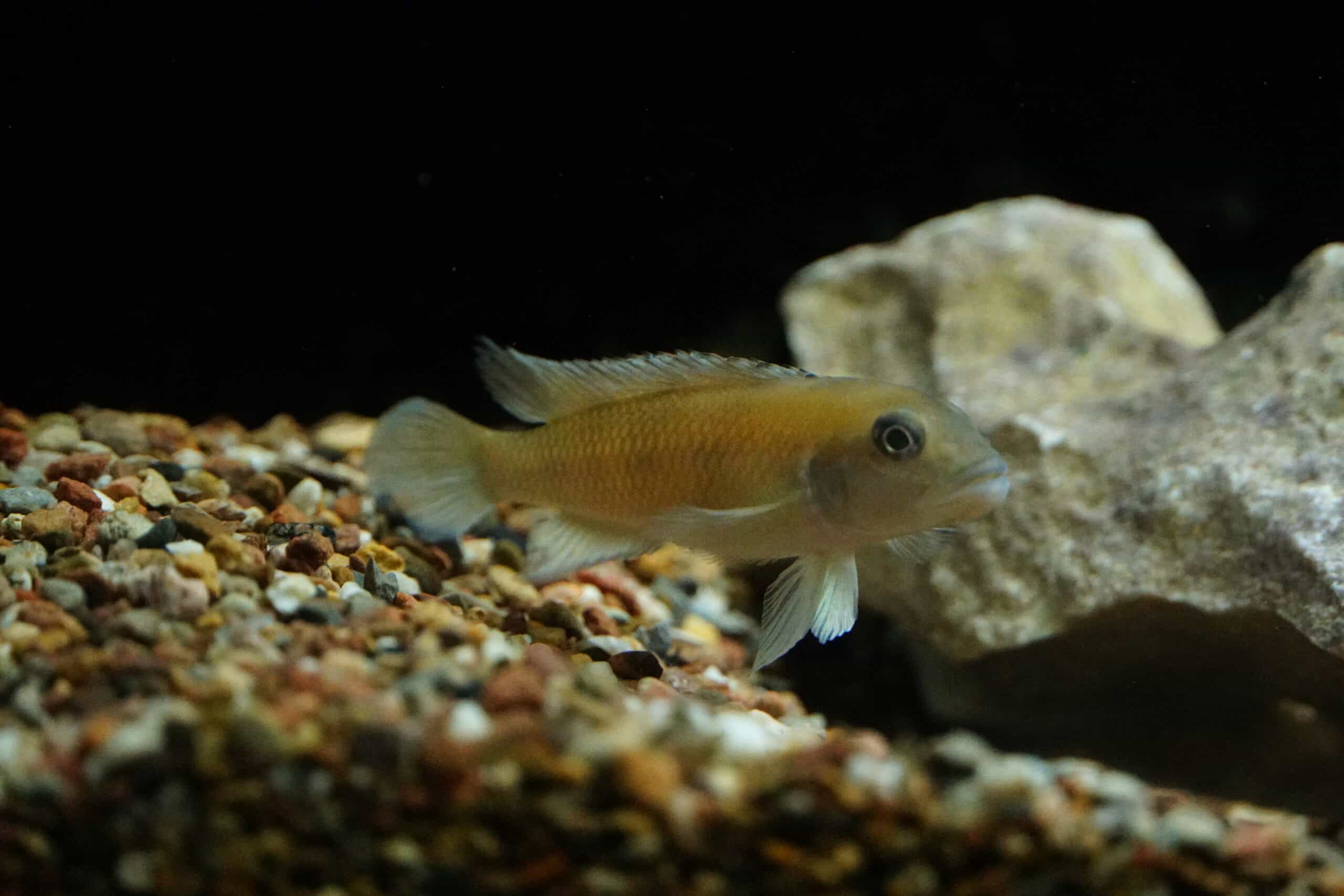 Lamprologus werneri