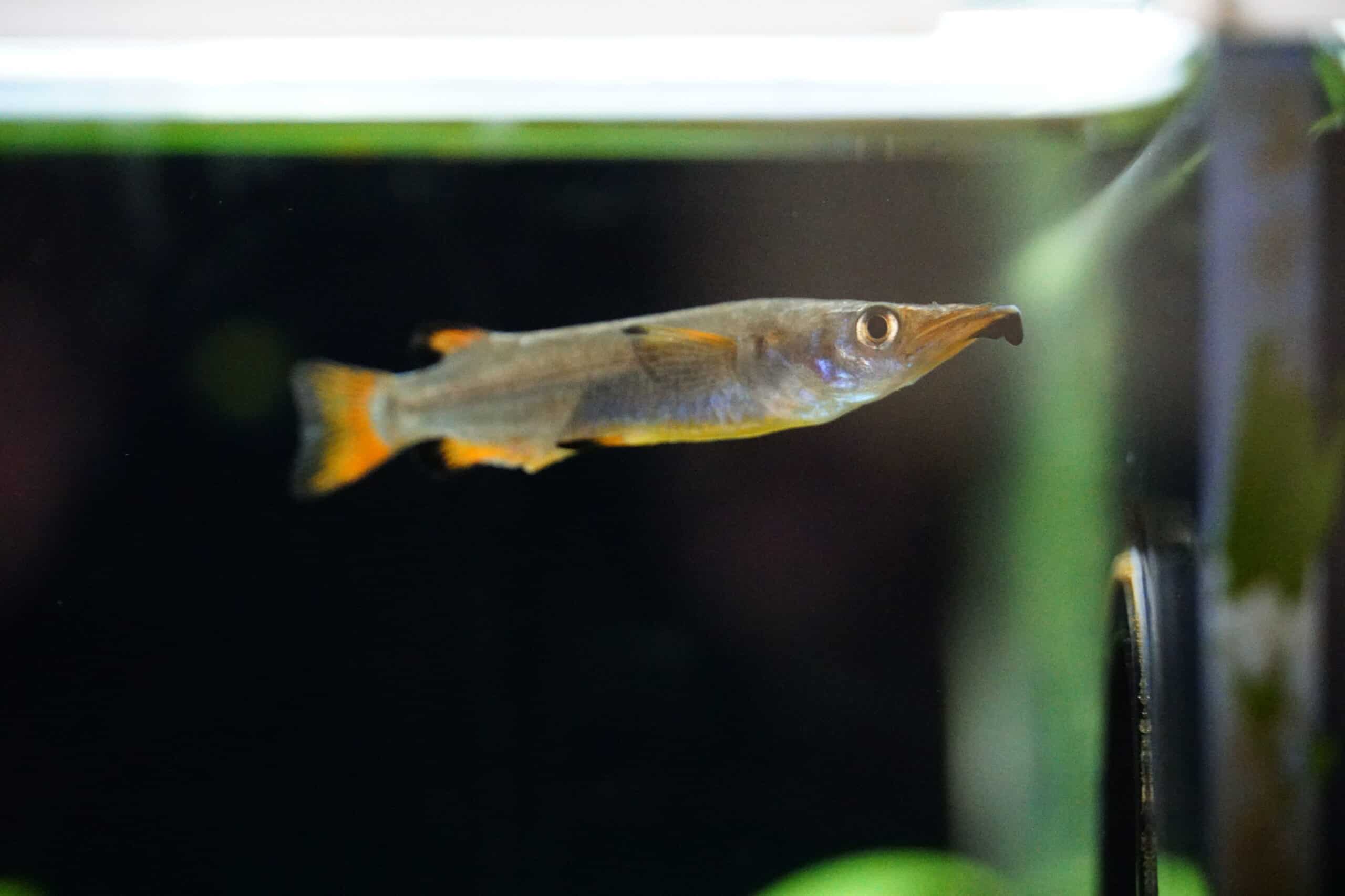 Nomorhamphus liemi (1)