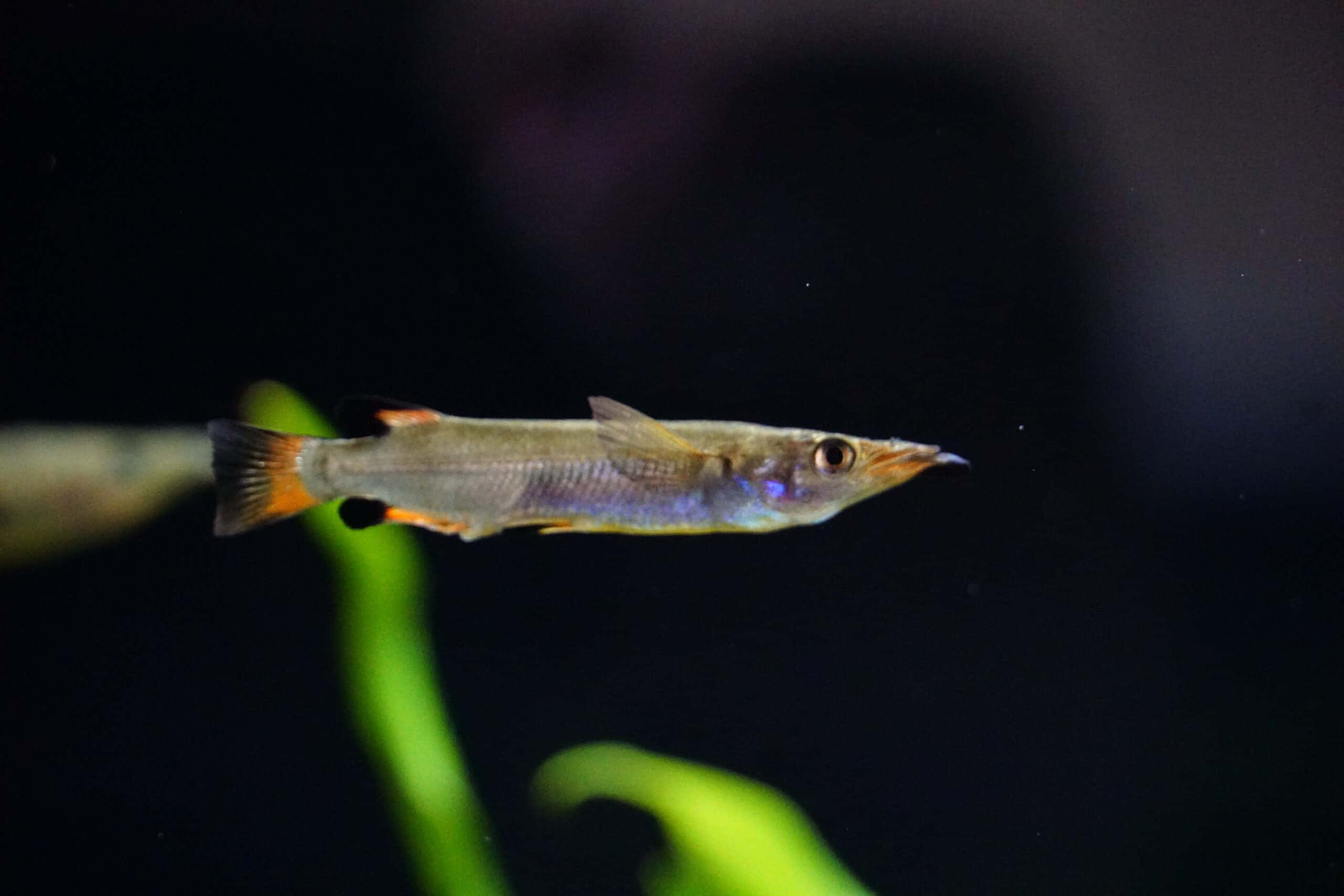 Nomorhamphus liemi (2)