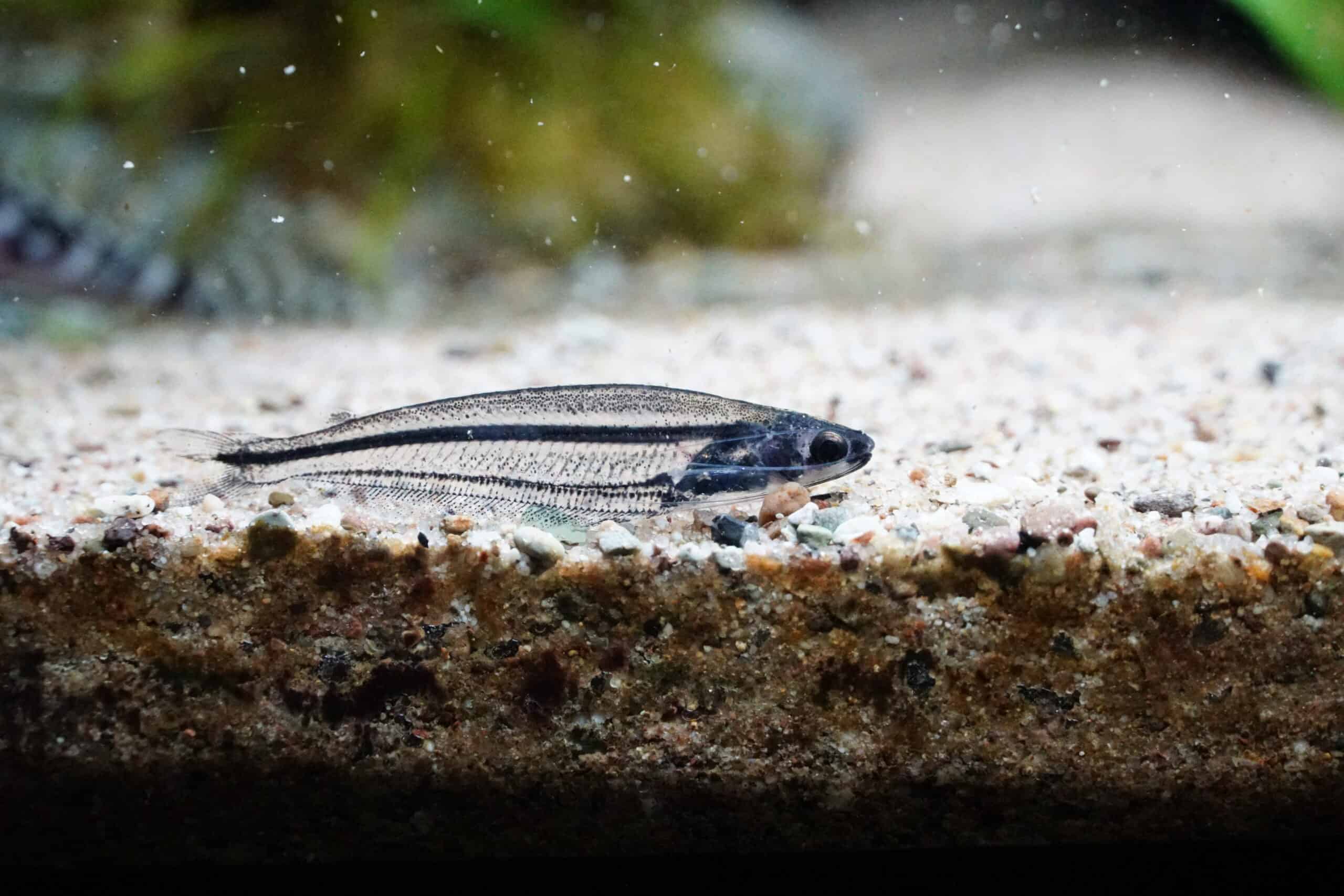 Parailia pellucida - Nilglaswels (1)