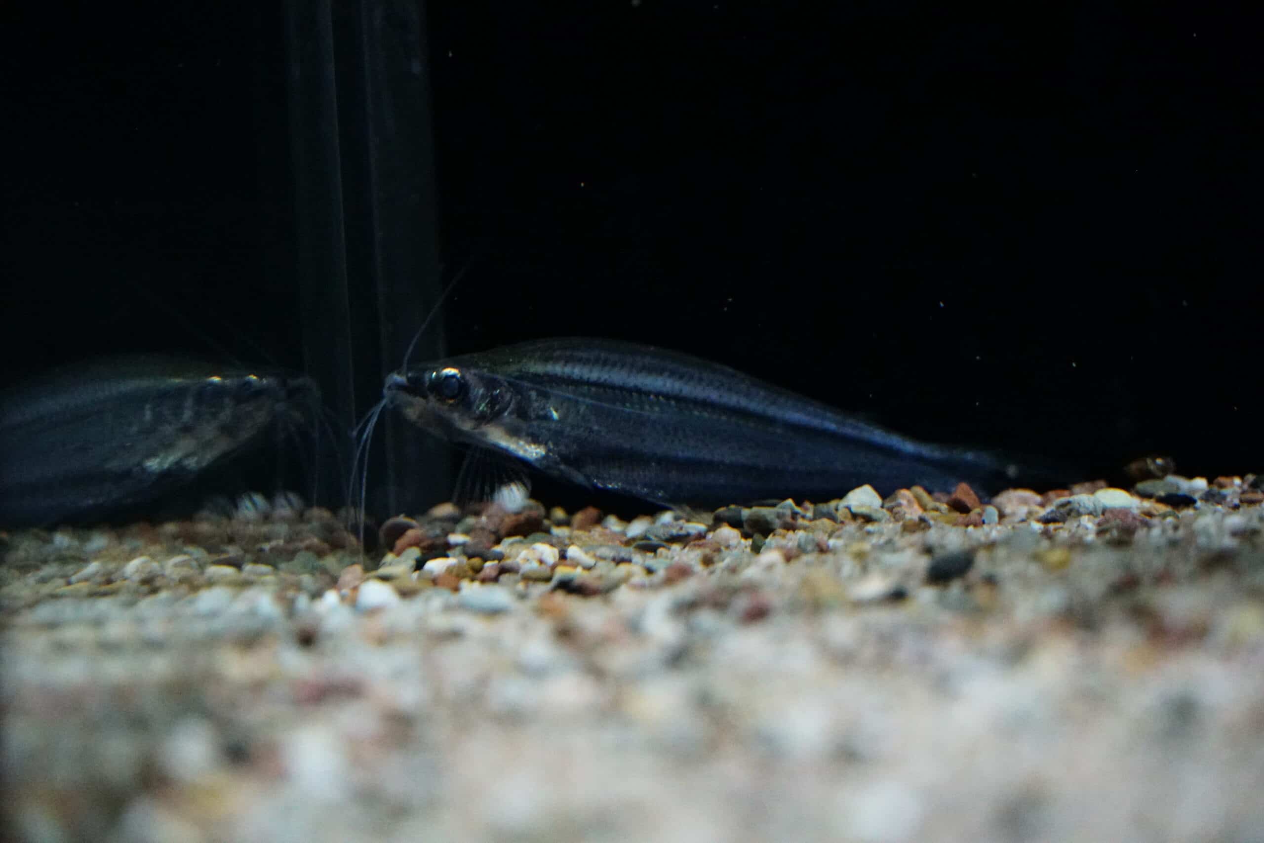 Parailia pellucida - Nilglaswels (2)