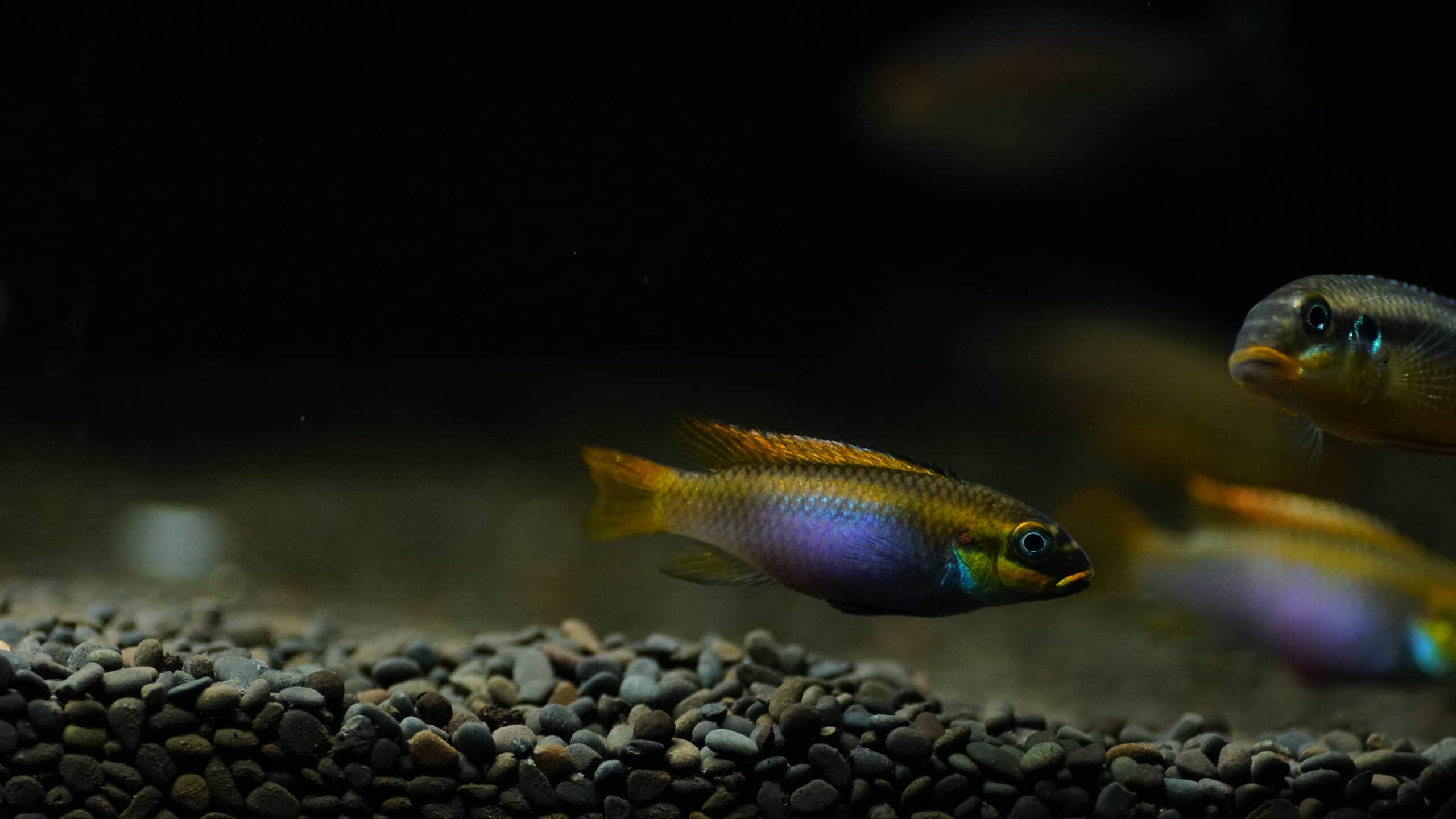 Pelviachromis pulcher Moliwe (3)