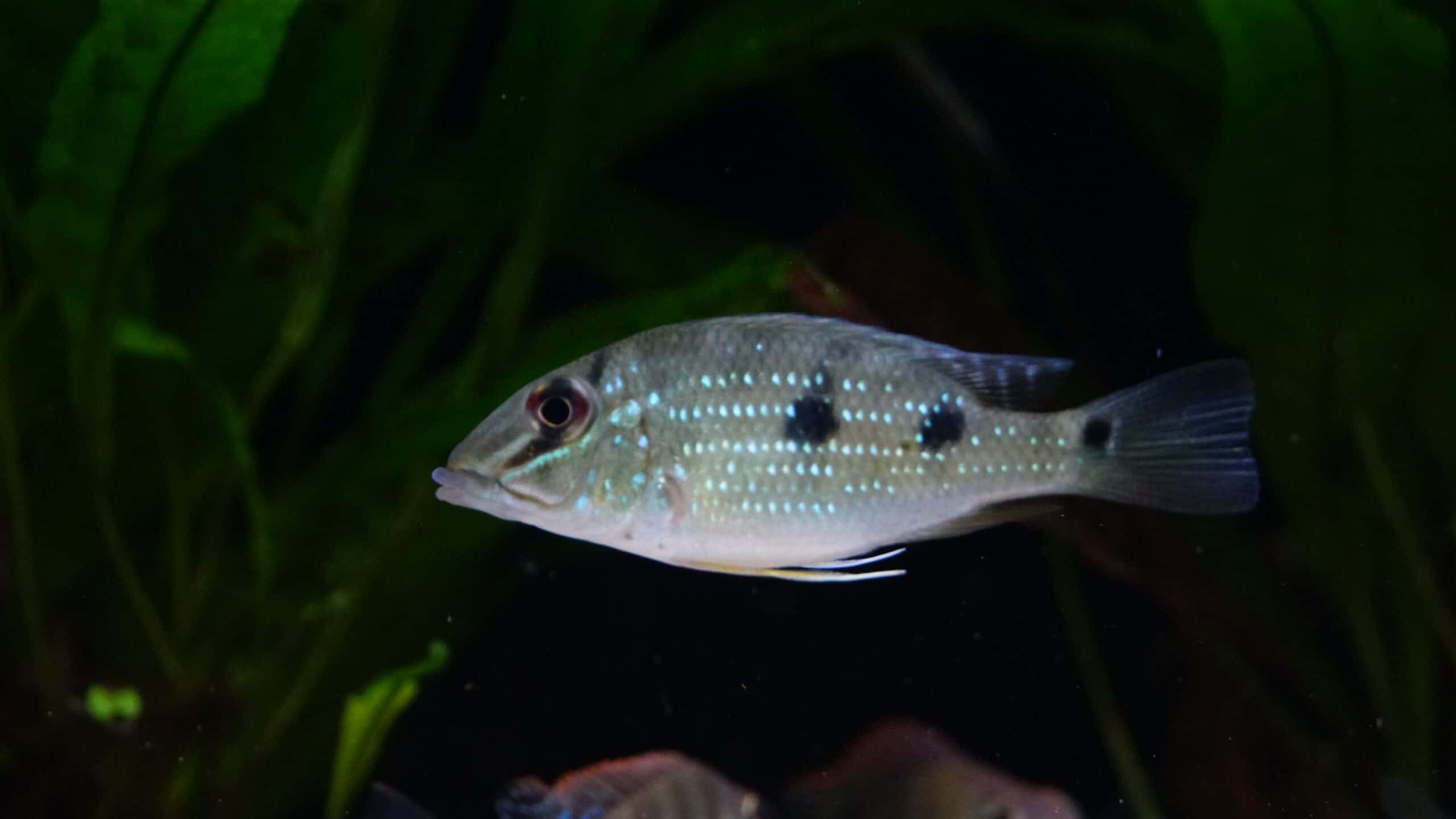 Satanoperca daemon (1)