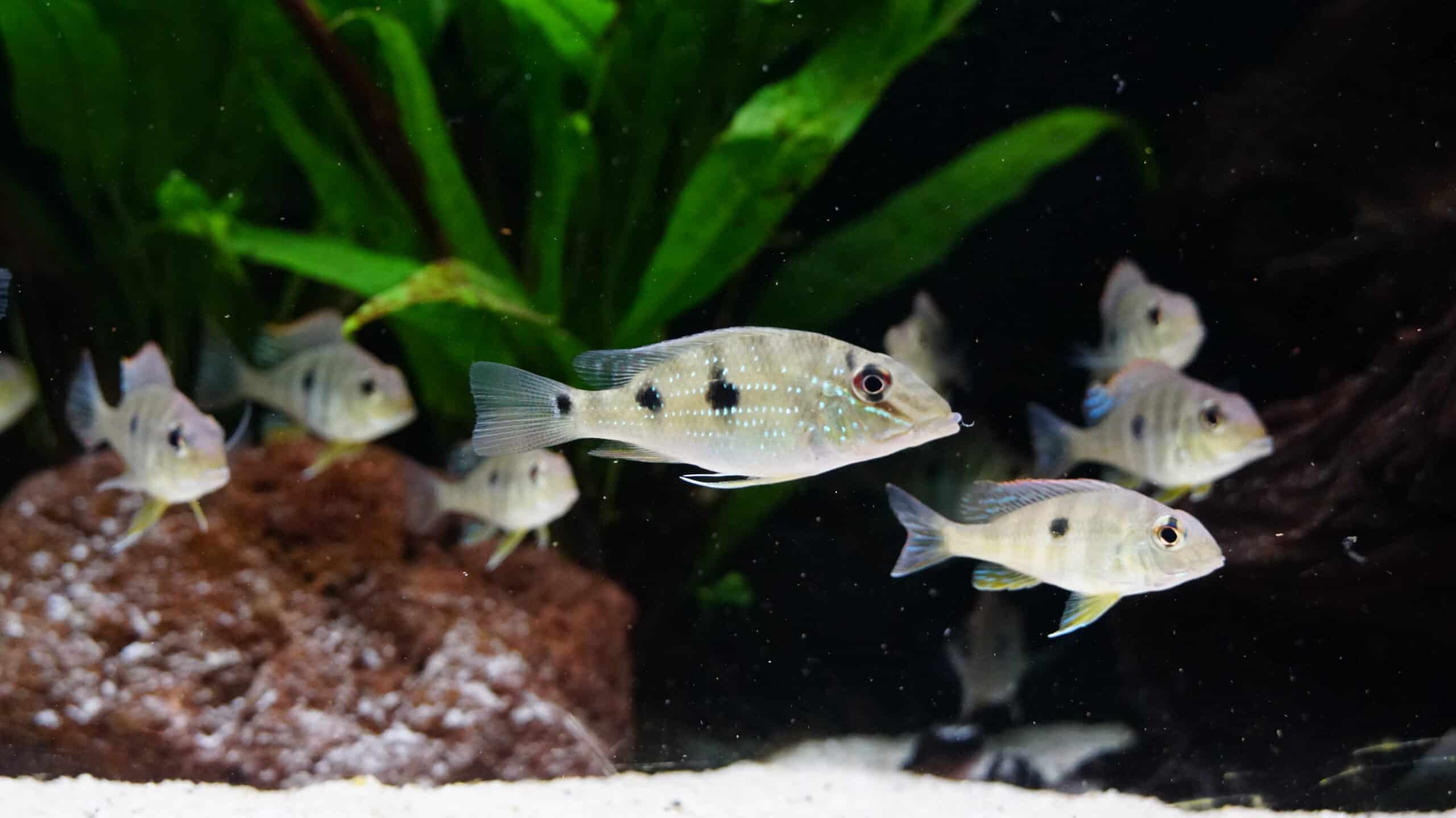 Satanoperca daemon (5)