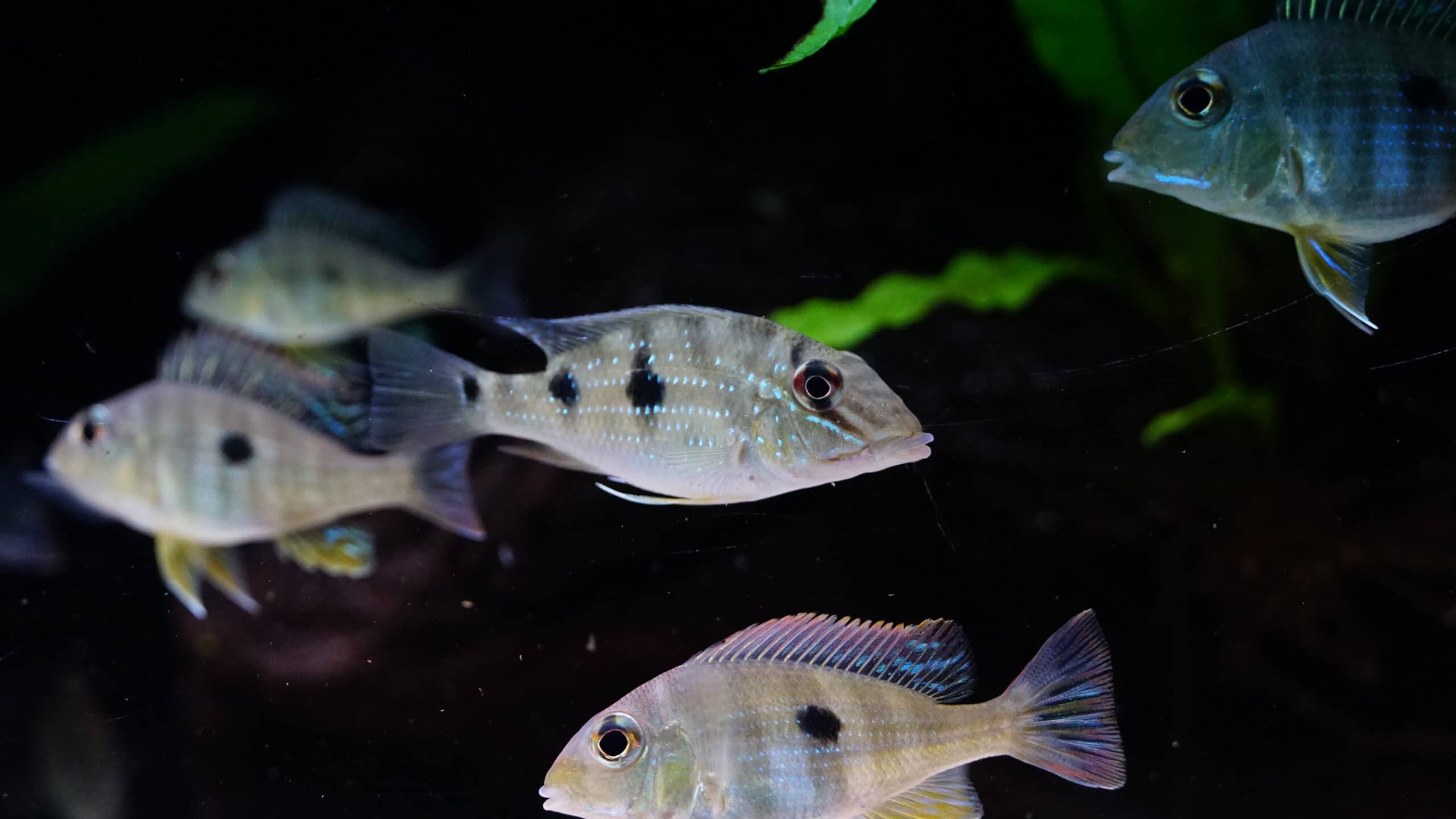 Satanoperca daemon (6)