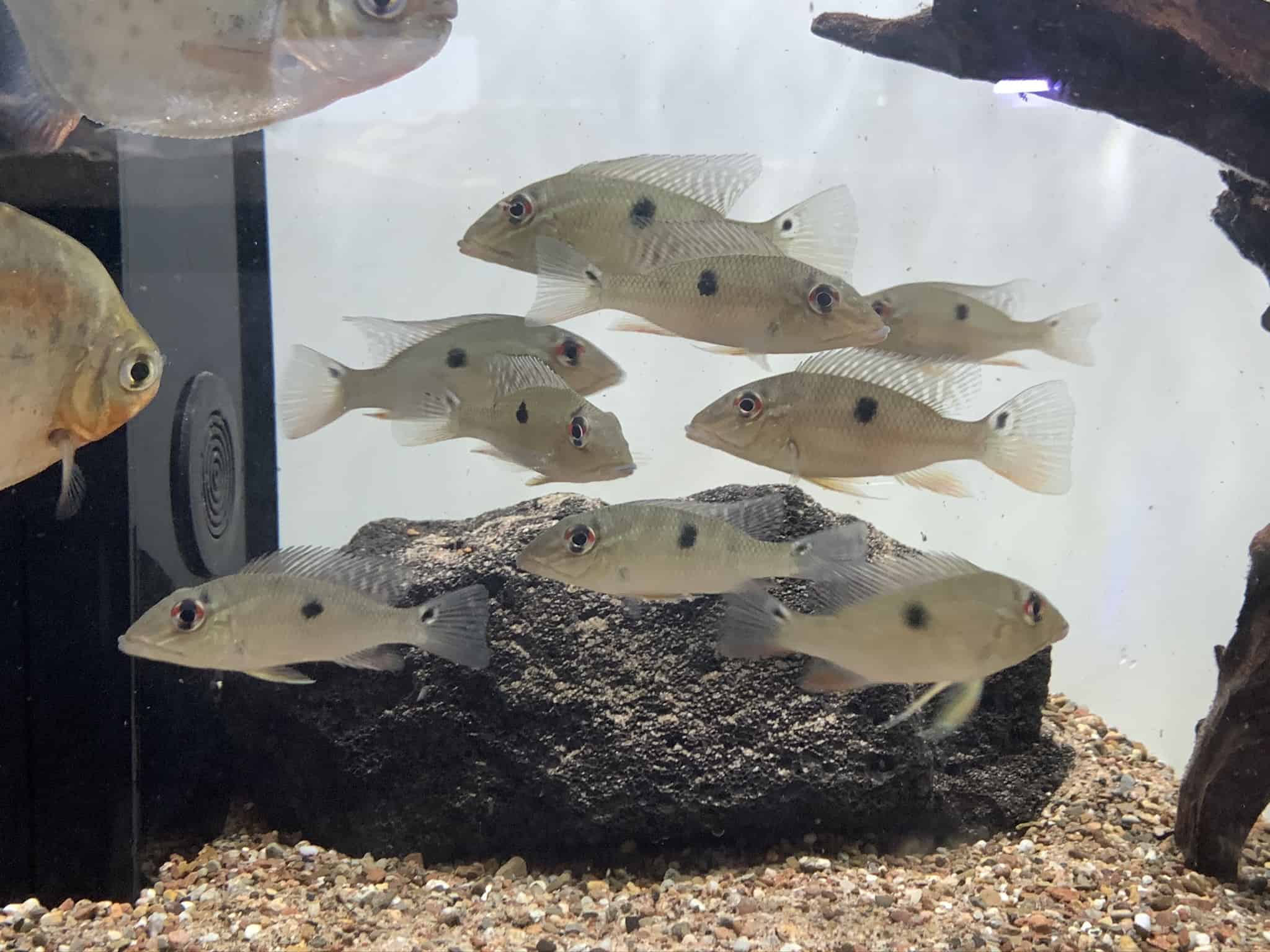 Satanoperca lilith (2)