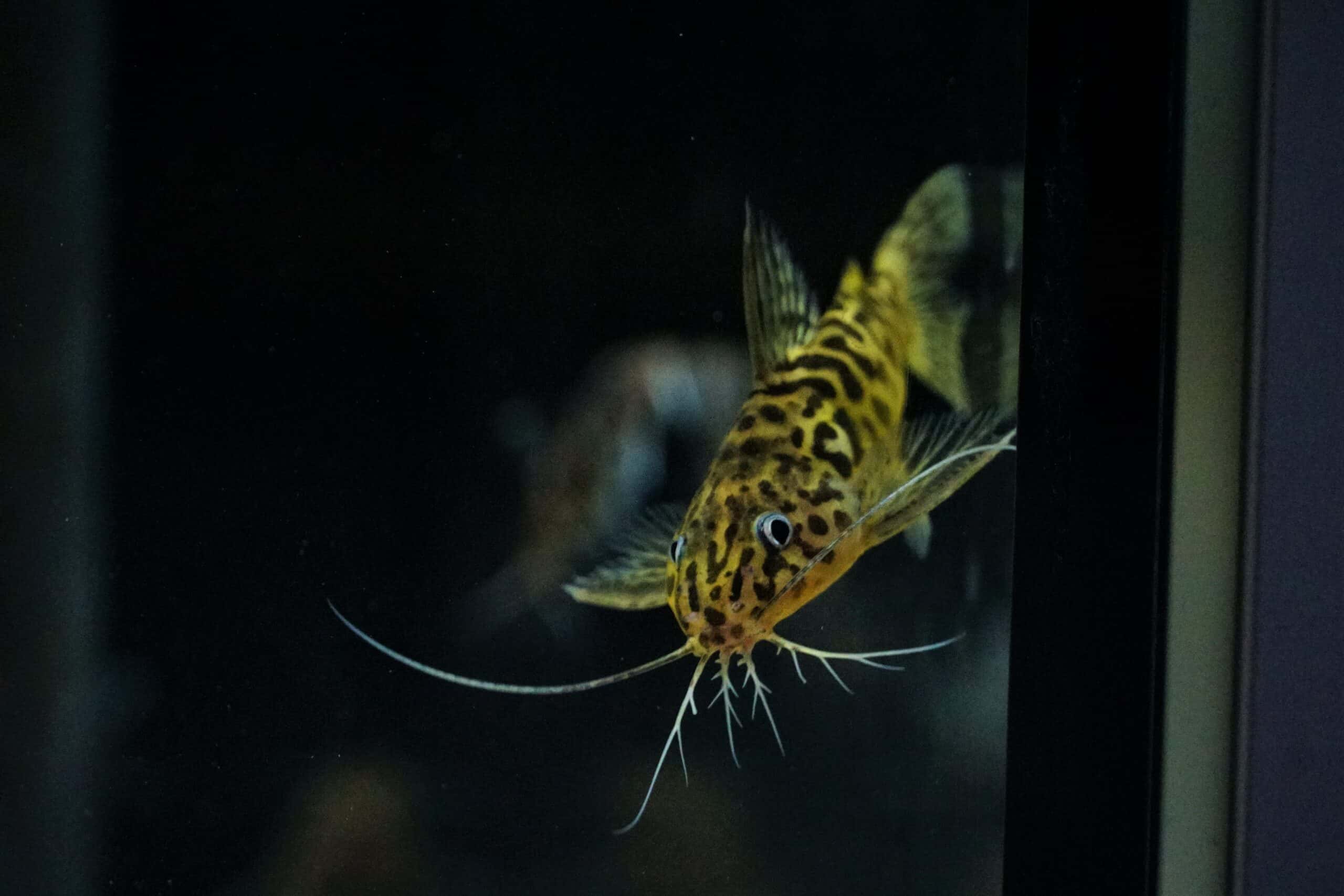 Synodontis schoutedeni (1)