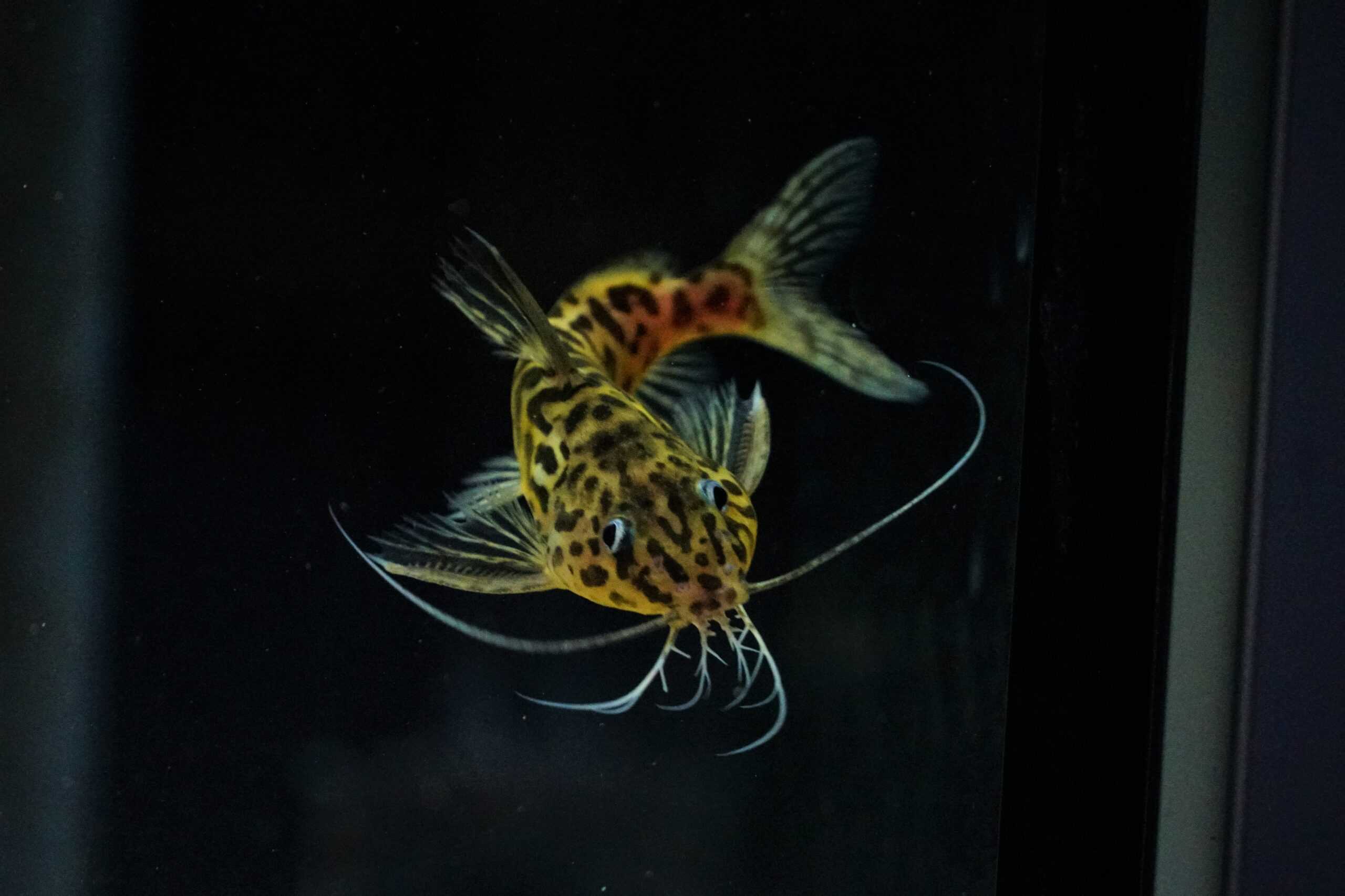 Synodontis schoutedeni (2)