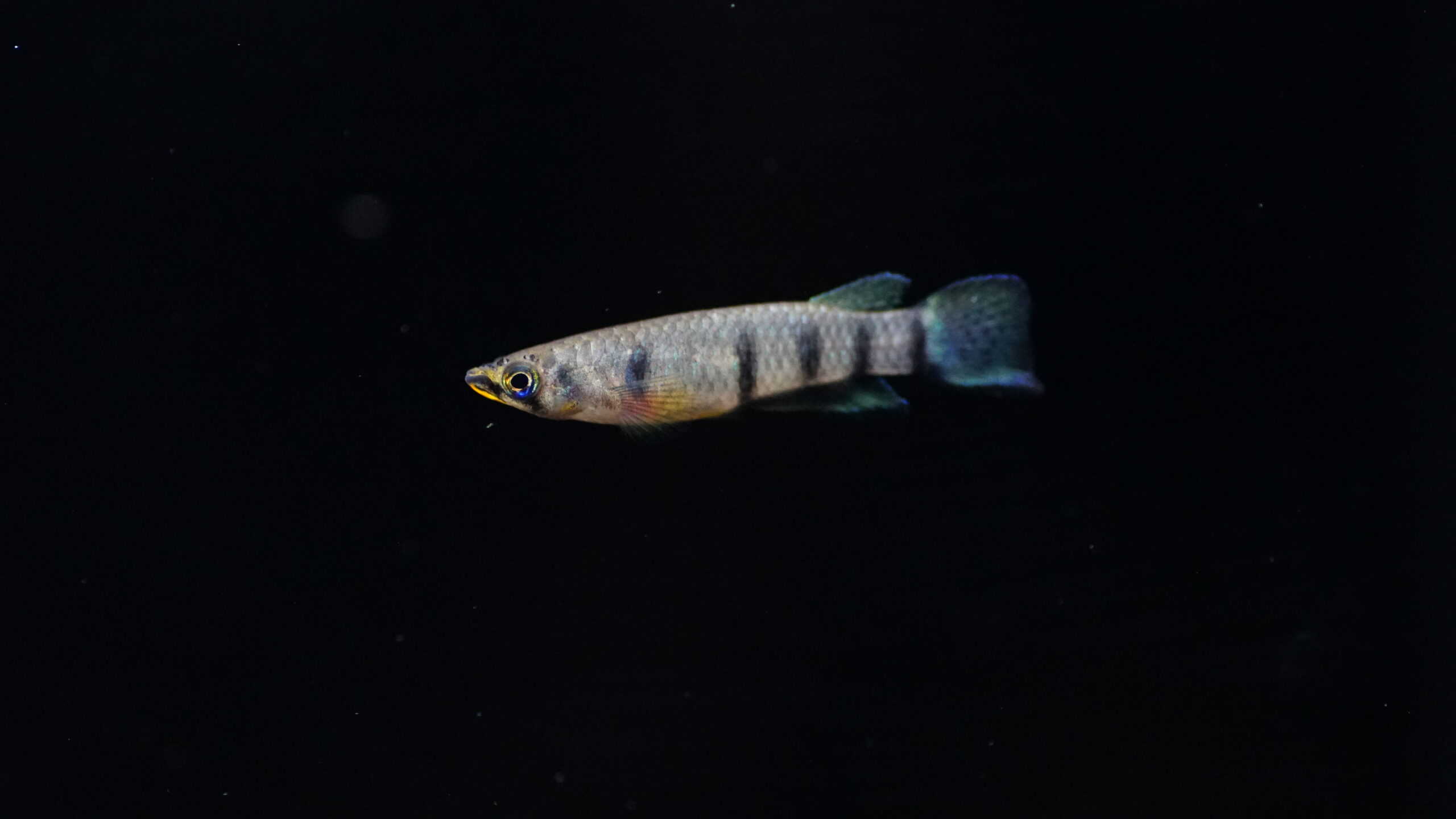 epiplatys dageti monroviae (1)