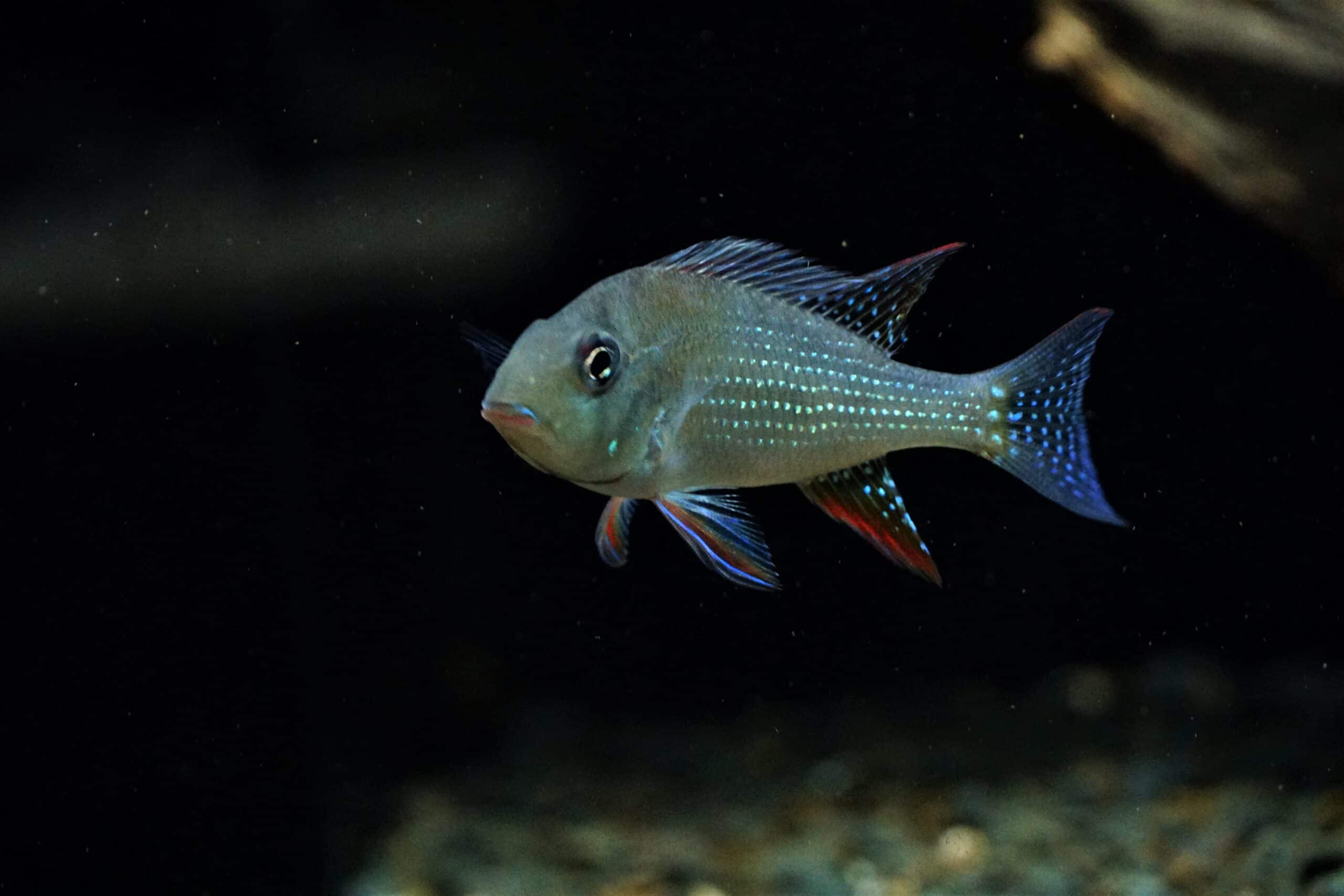 Acarichthys Heckeli