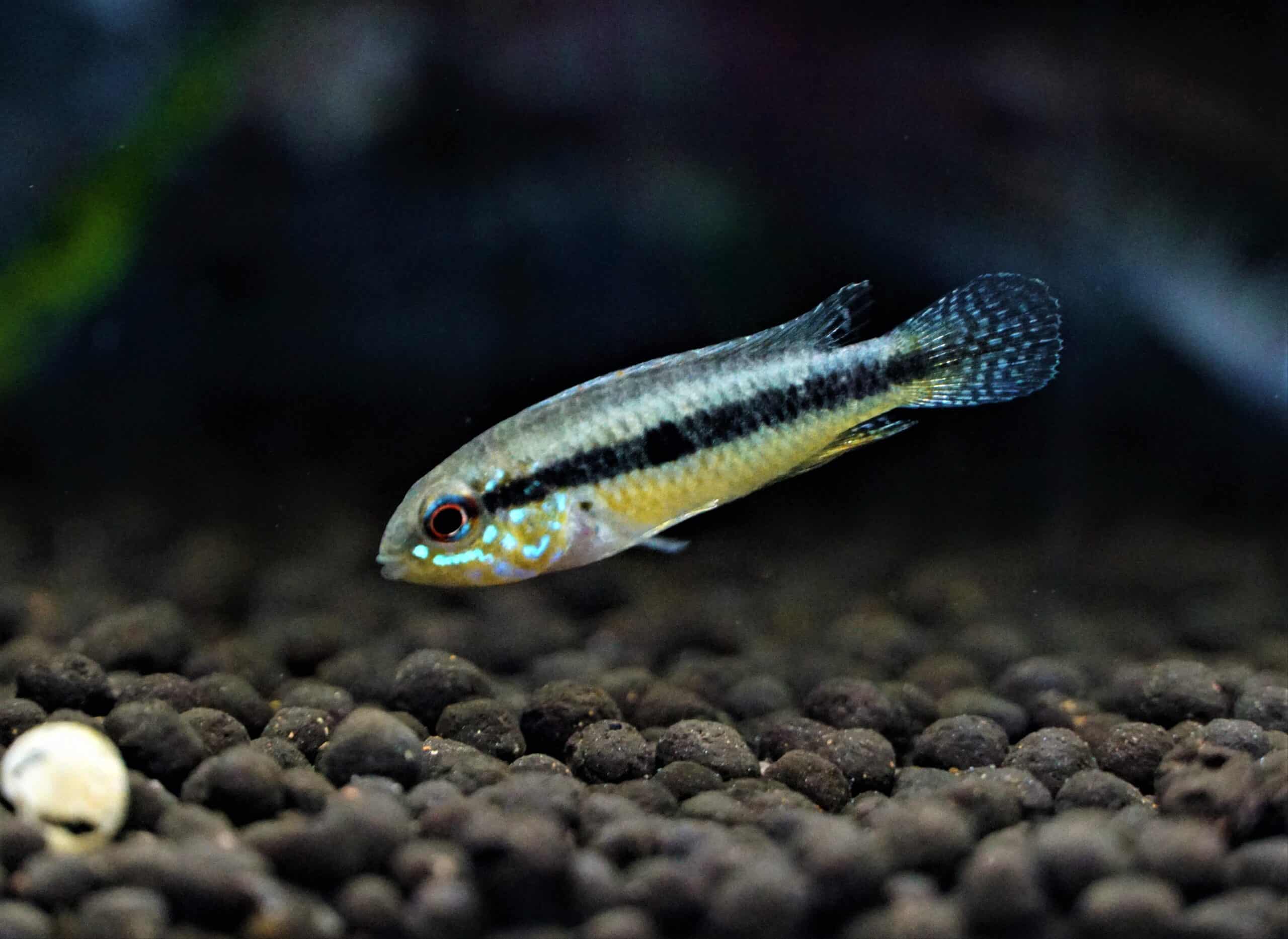 Apistogramma Megaptera (1)