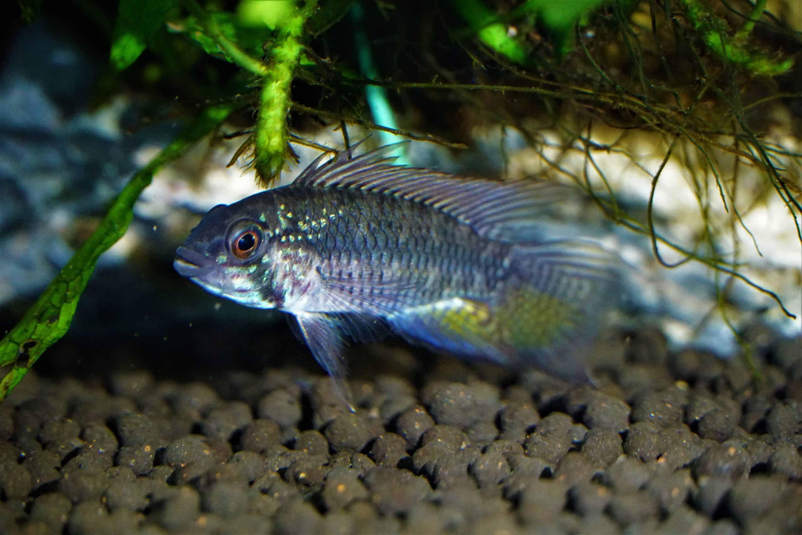 Apistogramma Megaptera (2)