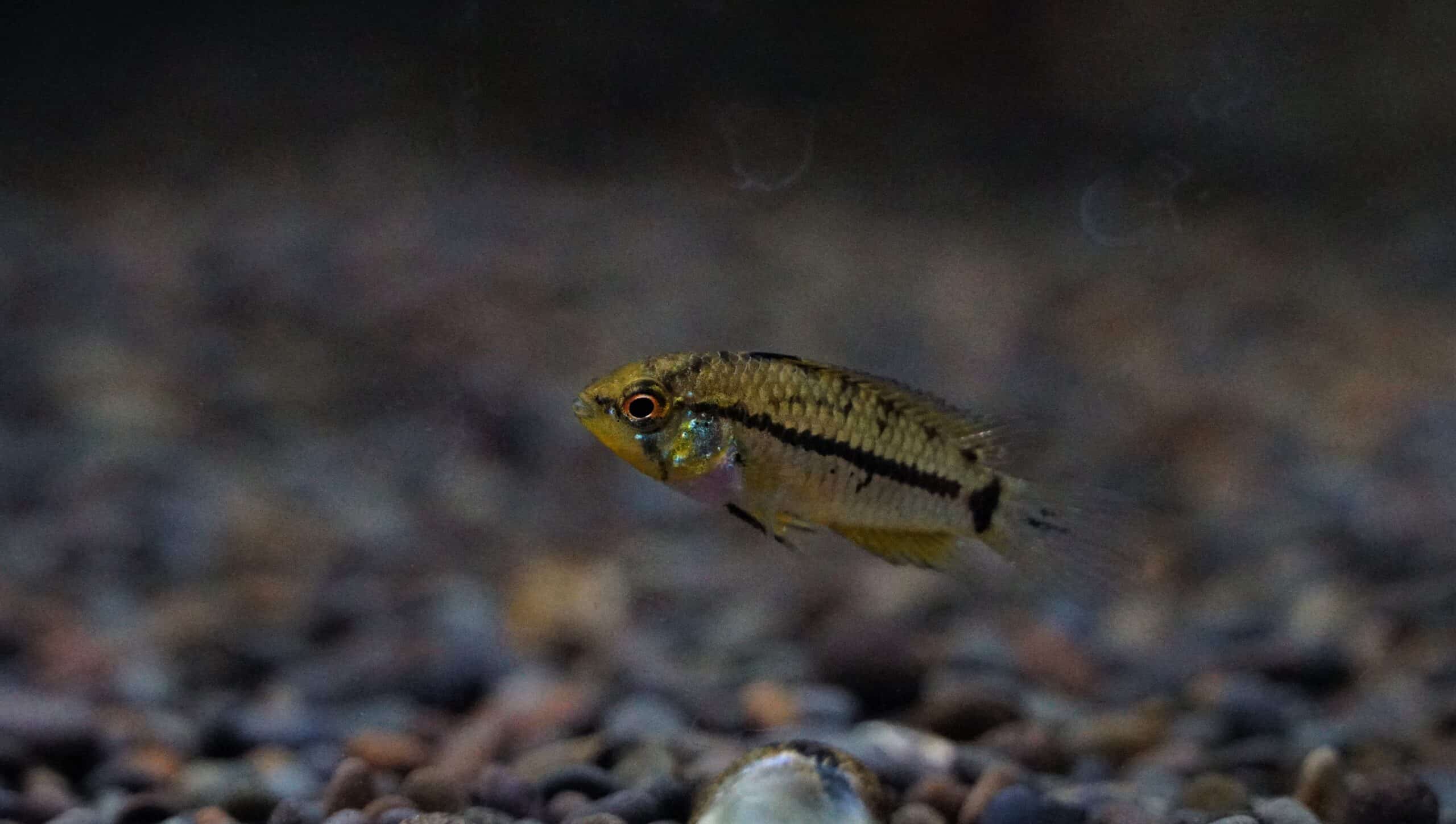 Apistogramma Pucallpaensis
