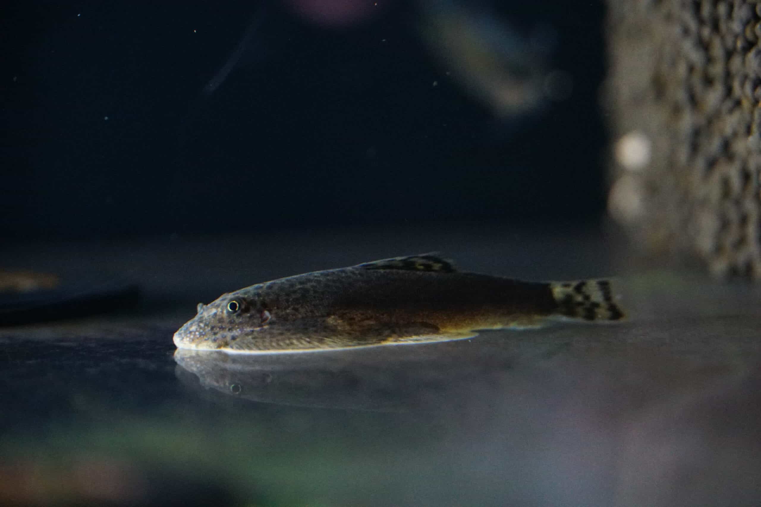 Beaufortia Leveretti (1)